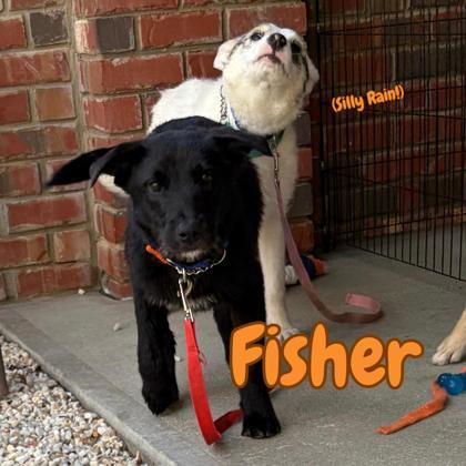 Fisher, a Adoptable mixed breed in Southern Pines, NC image 3/3