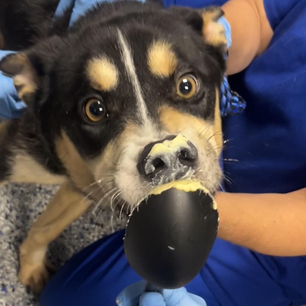 Paddy Melt, Adoptable, Adult Male Shepherd & Mixed Breed.