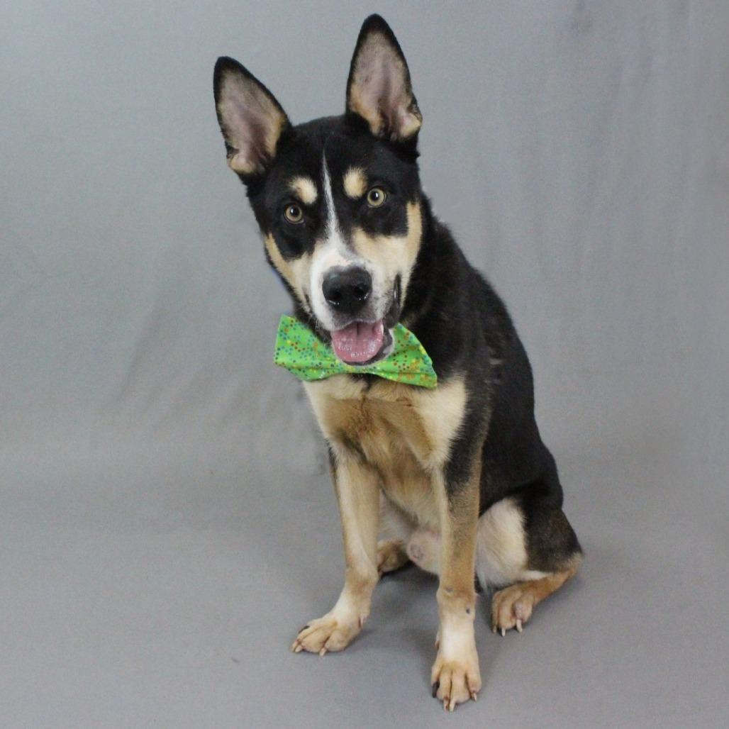 Enlarge Paddy Melt, a Adoptable mixed breed in Greenville, SC image 2/6