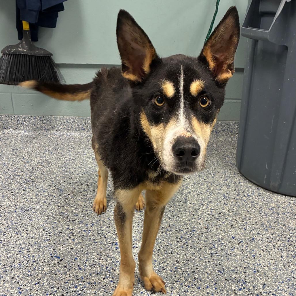Enlarge Paddy Melt, a Adoptable mixed breed in Greenville, SC image 3/6