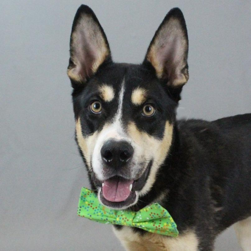 Enlarge Paddy Melt, a Adoptable mixed breed in Greenville, SC image 4/6