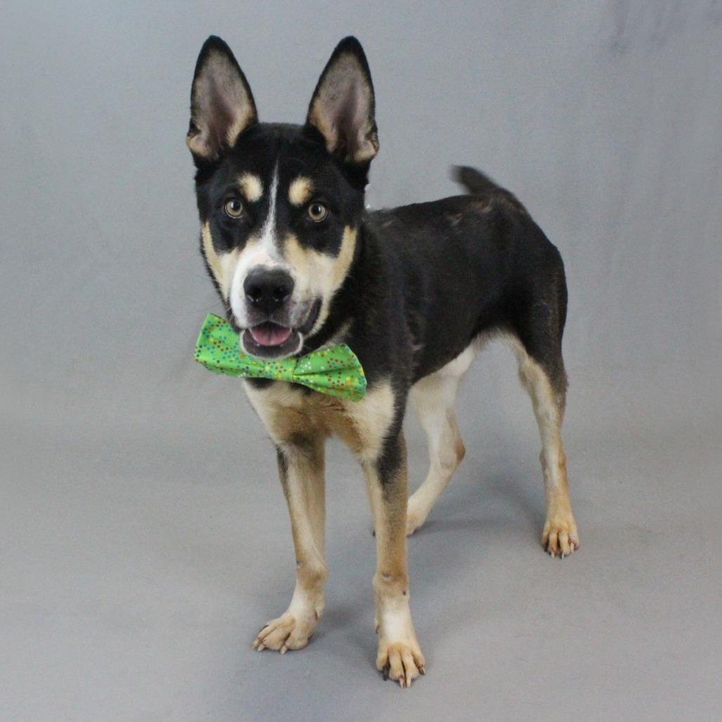 Enlarge Paddy Melt, a Adoptable mixed breed in Greenville, SC image 5/6