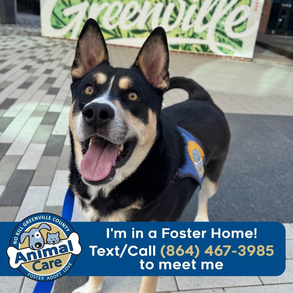 Enlarge Paddy, a Adoptable mixed breed in Greenville, SC image 6/6