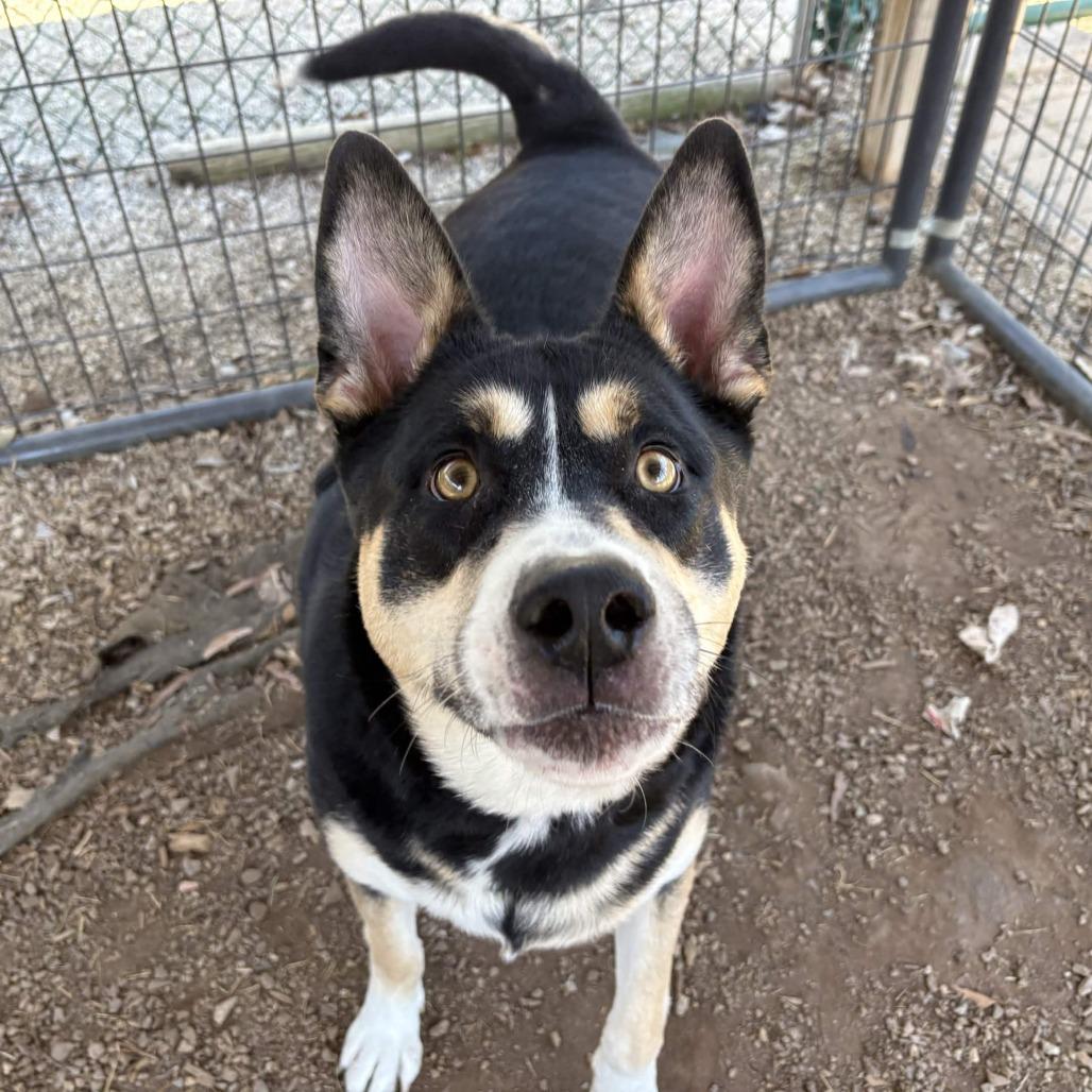 Enlarge Paddy Melt, a Adoptable mixed breed in Greenville, SC image 6/6