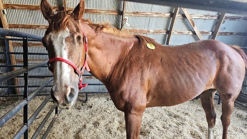 Enlarge Frenchie, a Adoptable Quarterhorse in Scotland, SD image 1/1