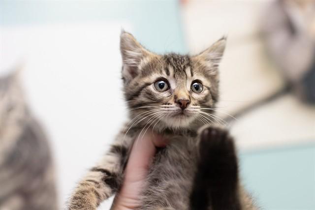 DUSTIN, Adoptable, Kitten Male Domestic Short Hair.