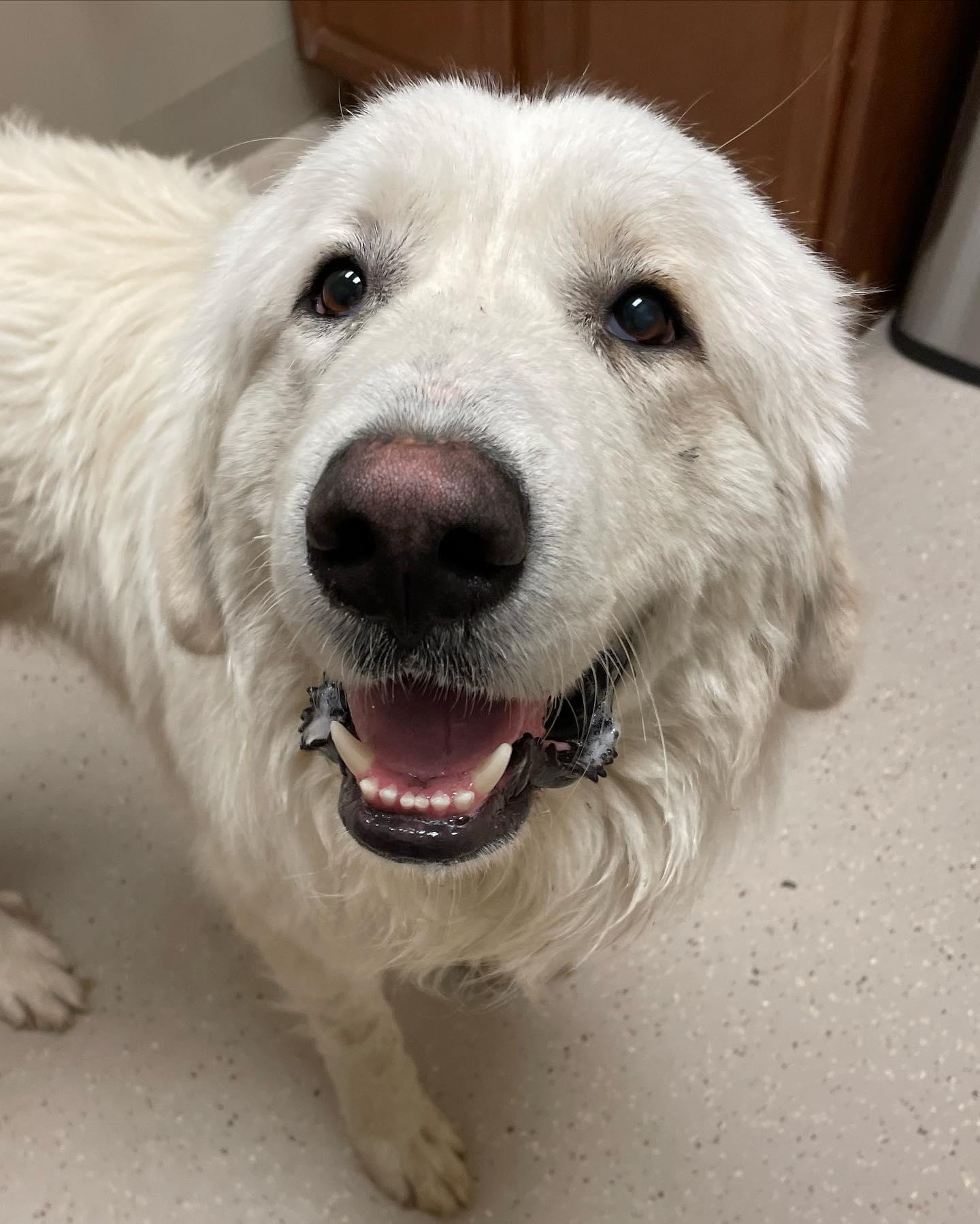 Vader, Adoptable, Adult Male Great Pyrenees.