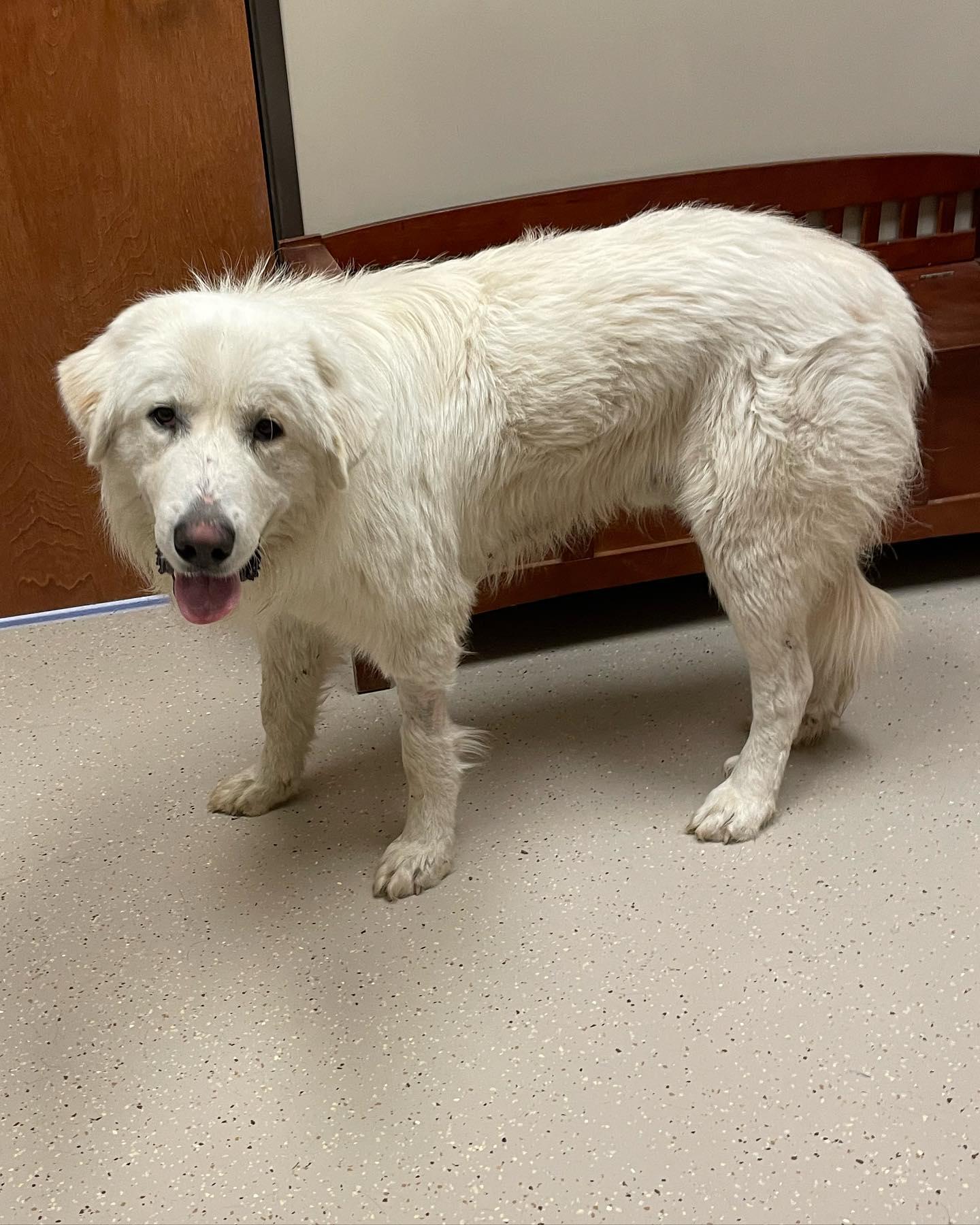 Enlarge Vader, a Adoptable Great Pyrenees in Whitewright, TX image 3/3