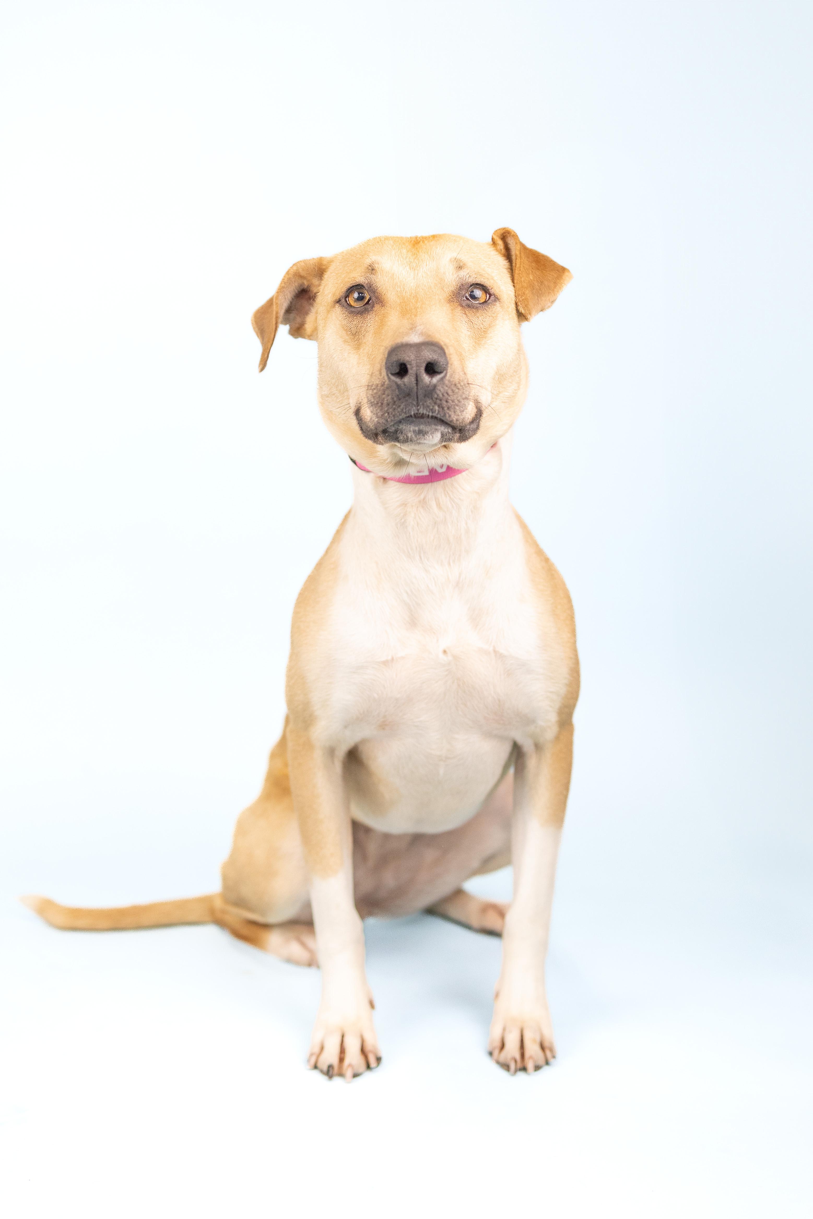 Enlarge Muneca, a Adoptable mixed breed in Portland, OR image 1/3