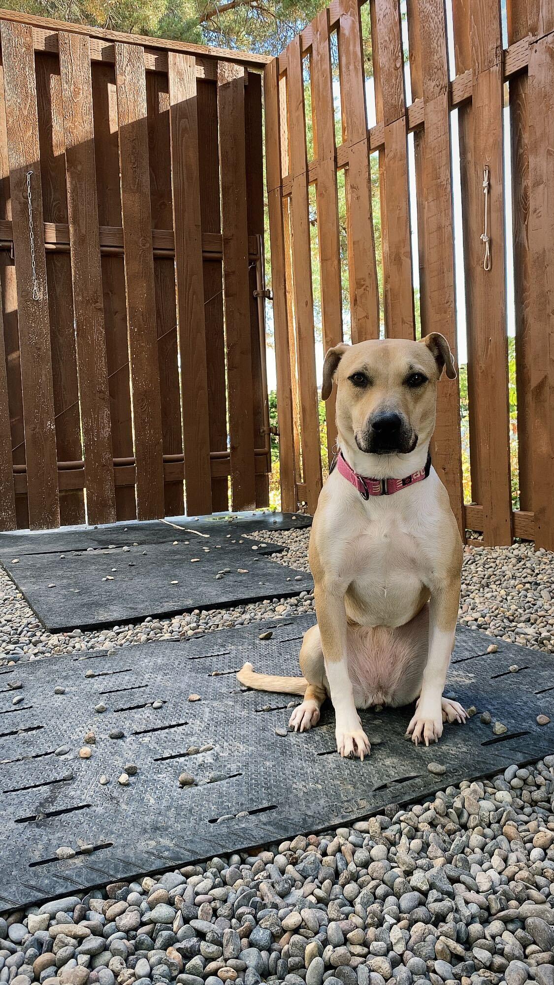 Enlarge Muneca, a Adoptable mixed breed in Portland, OR image 2/3