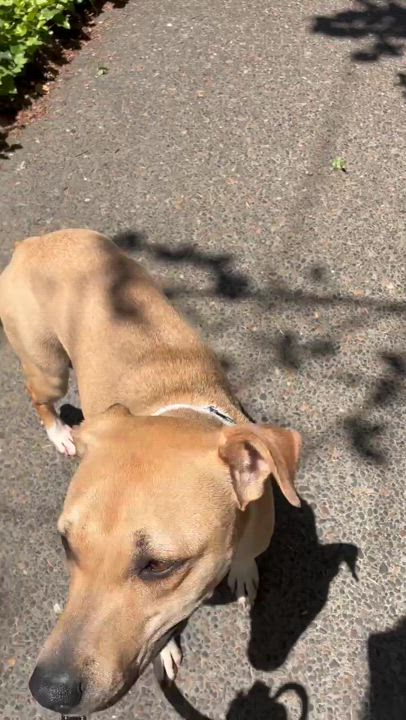 Enlarge Muneca, a Adoptable mixed breed in Portland, OR video 3/3