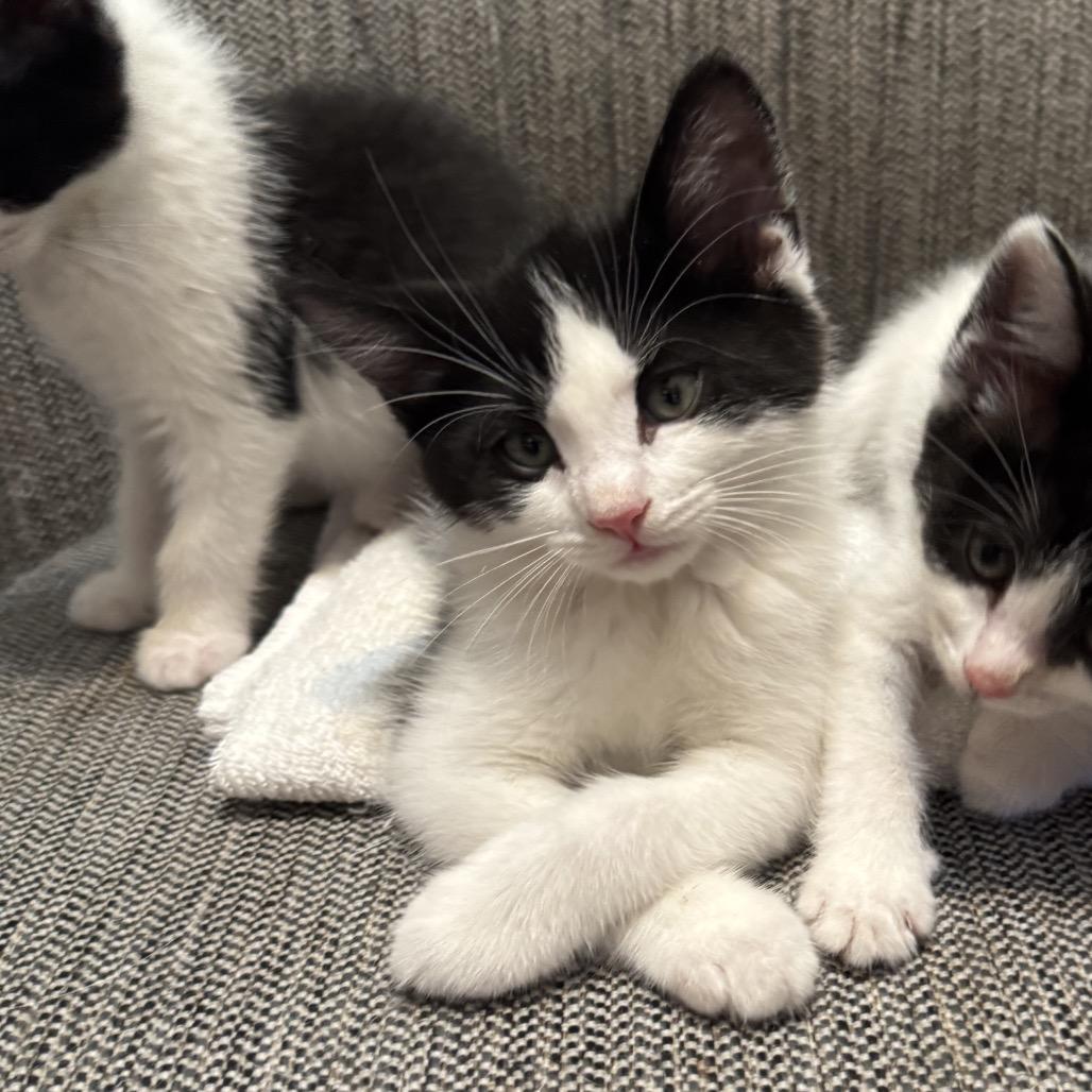 Storm, Adoptable, Kitten Female Domestic Short Hair.