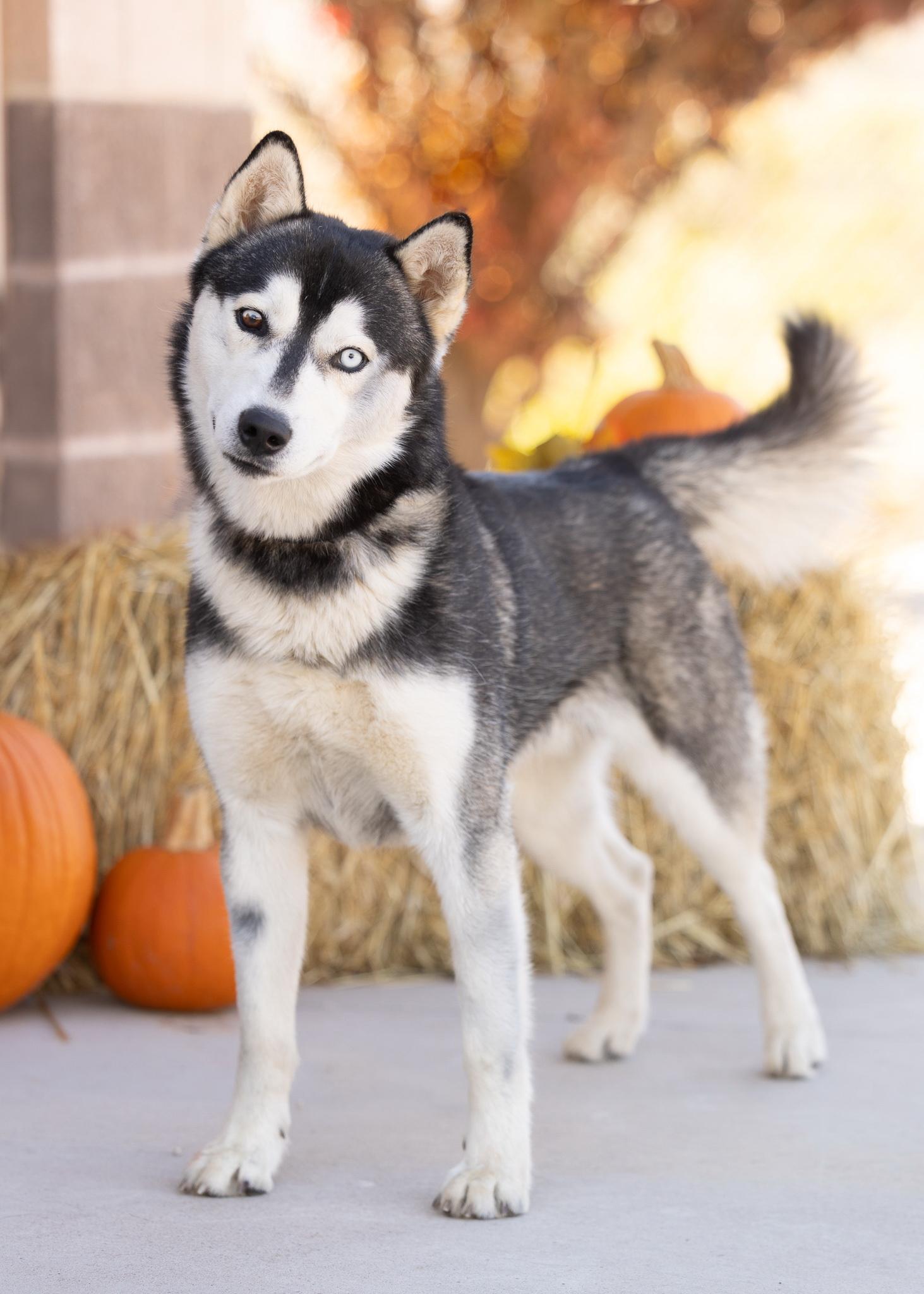 CODY, an adoptable Husky in Moab, UT, 84532 | Photo Image 1