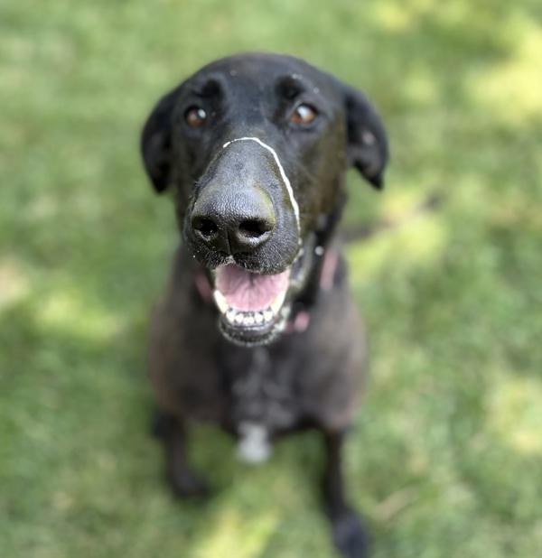 Enlarge Mamba, a Adoptable mixed breed in Sioux City, IA image 1/1