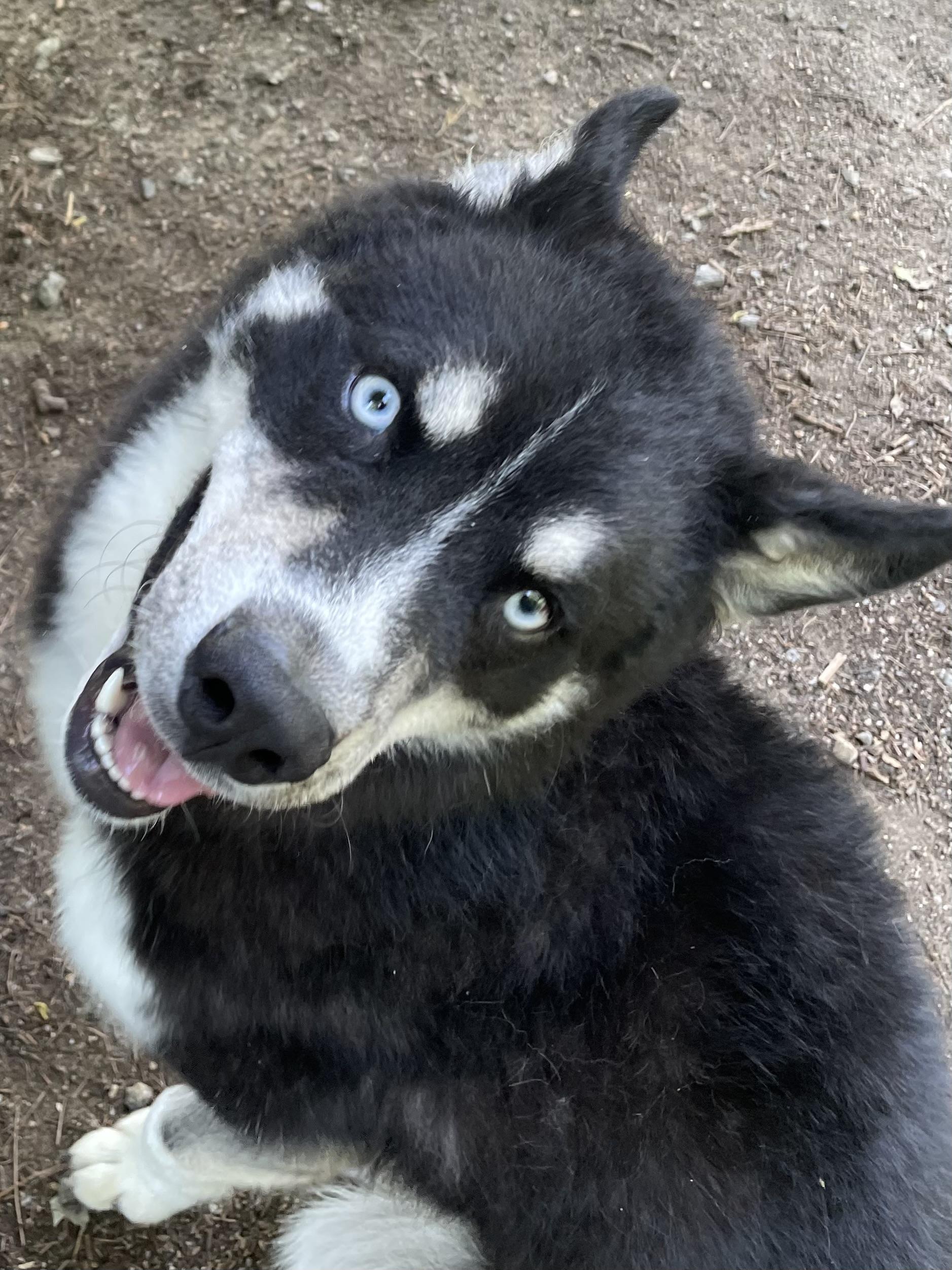 NIKOLAJ, adopted, Young Male Husky & Shiba Inu.