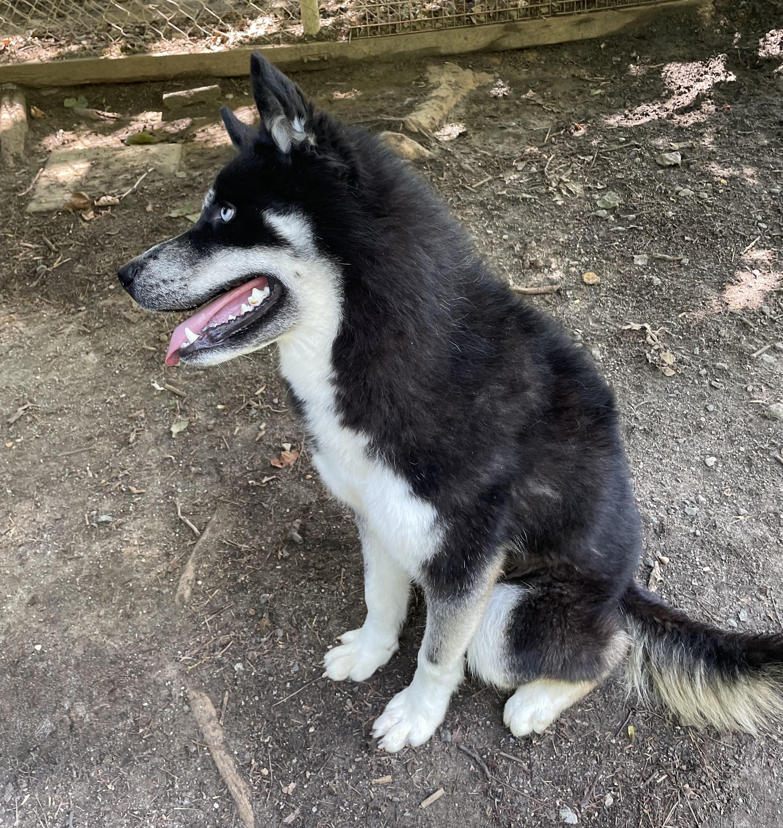 NIKOLAJ, an adopted mixed breed in Heathsville, VA image 6/6