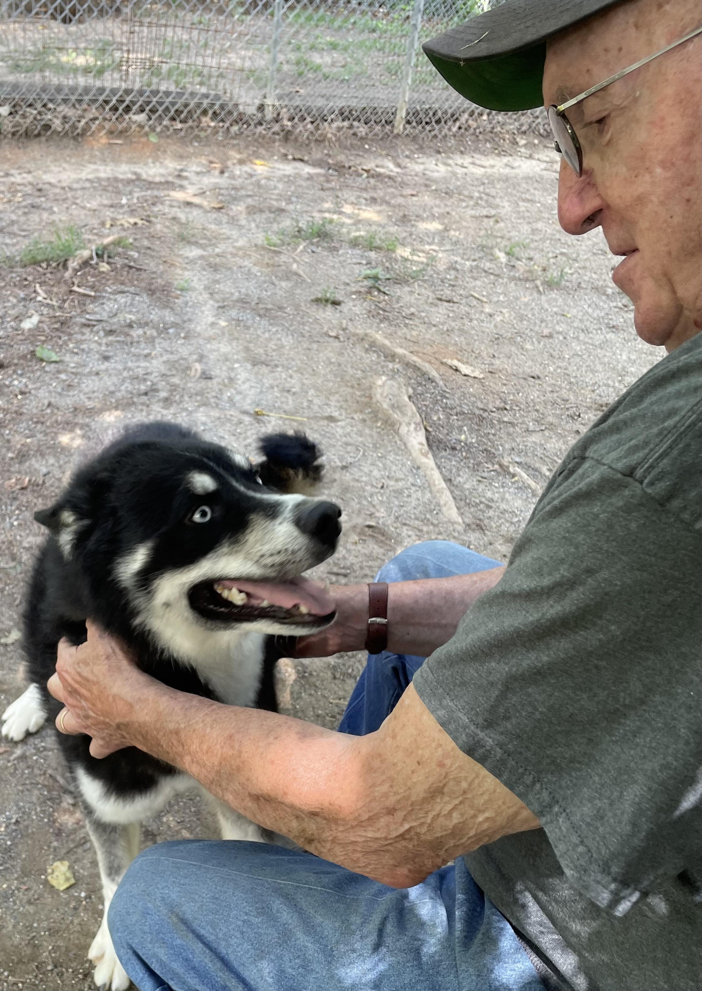 NIKOLAJ, an adopted mixed breed in Heathsville, VA image 2/6
