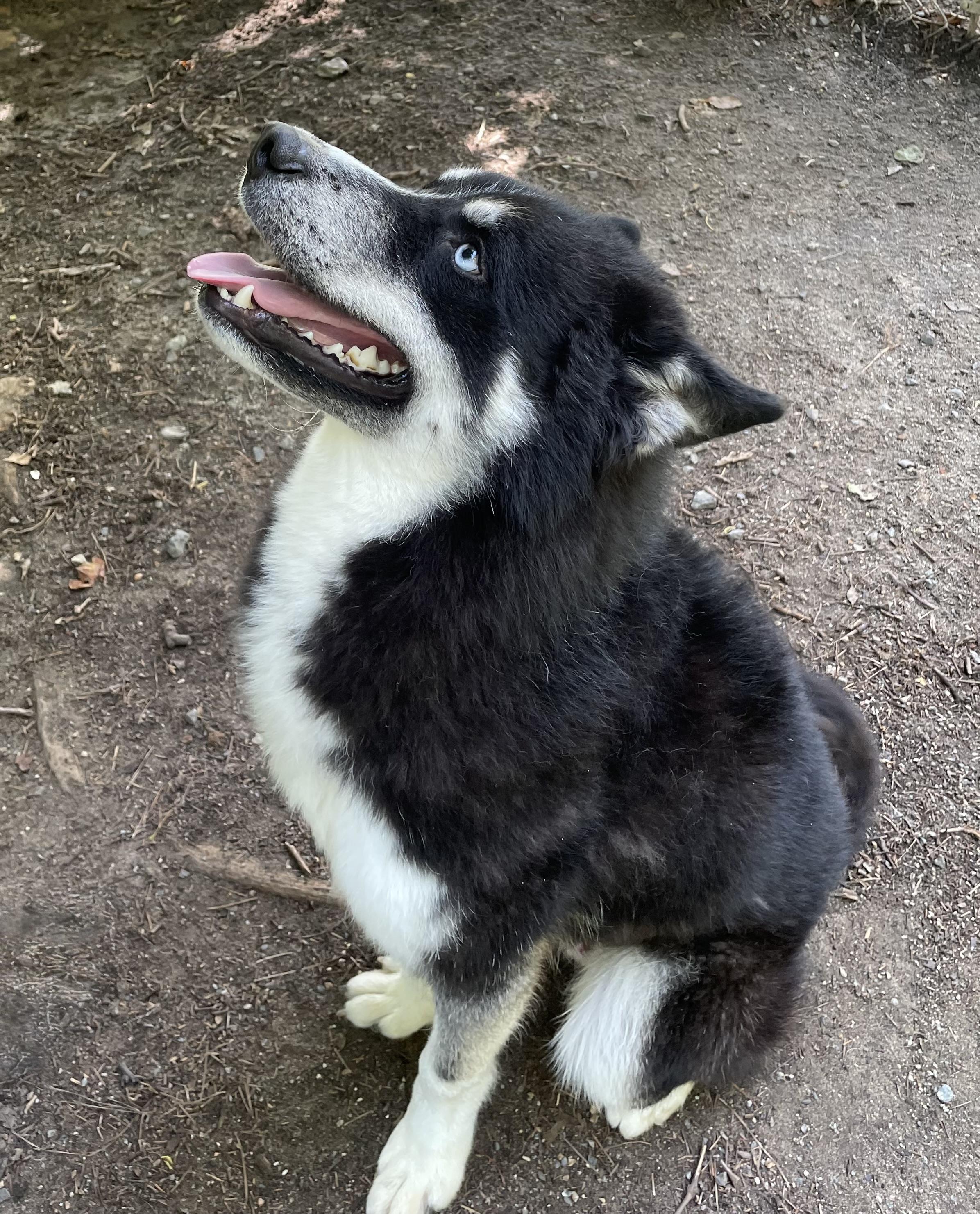NIKOLAJ, an adopted mixed breed in Heathsville, VA image 3/6