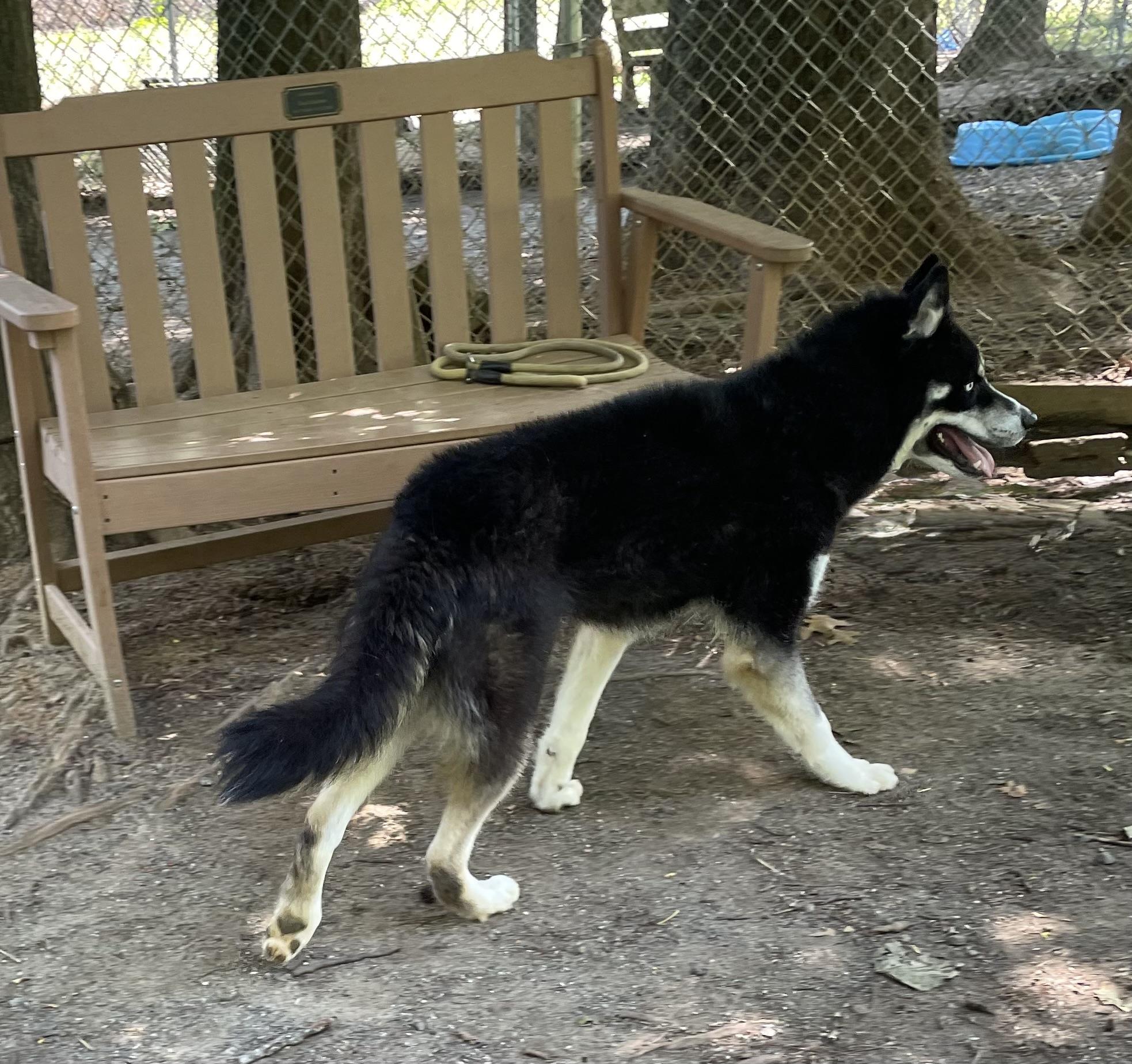 NIKOLAJ, an adopted mixed breed in Heathsville, VA image 4/6