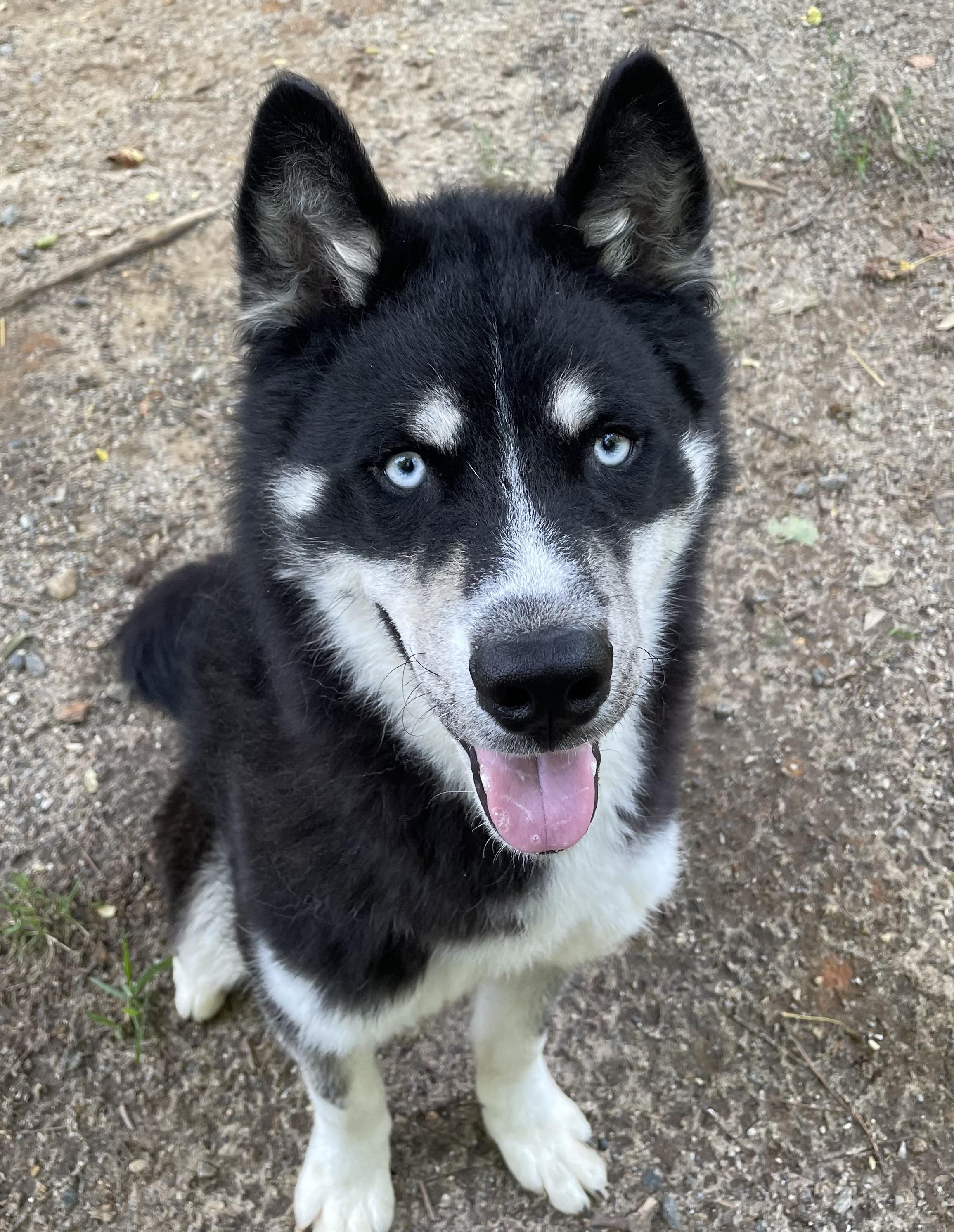 NIKOLAJ, an adopted mixed breed in Heathsville, VA image 5/6