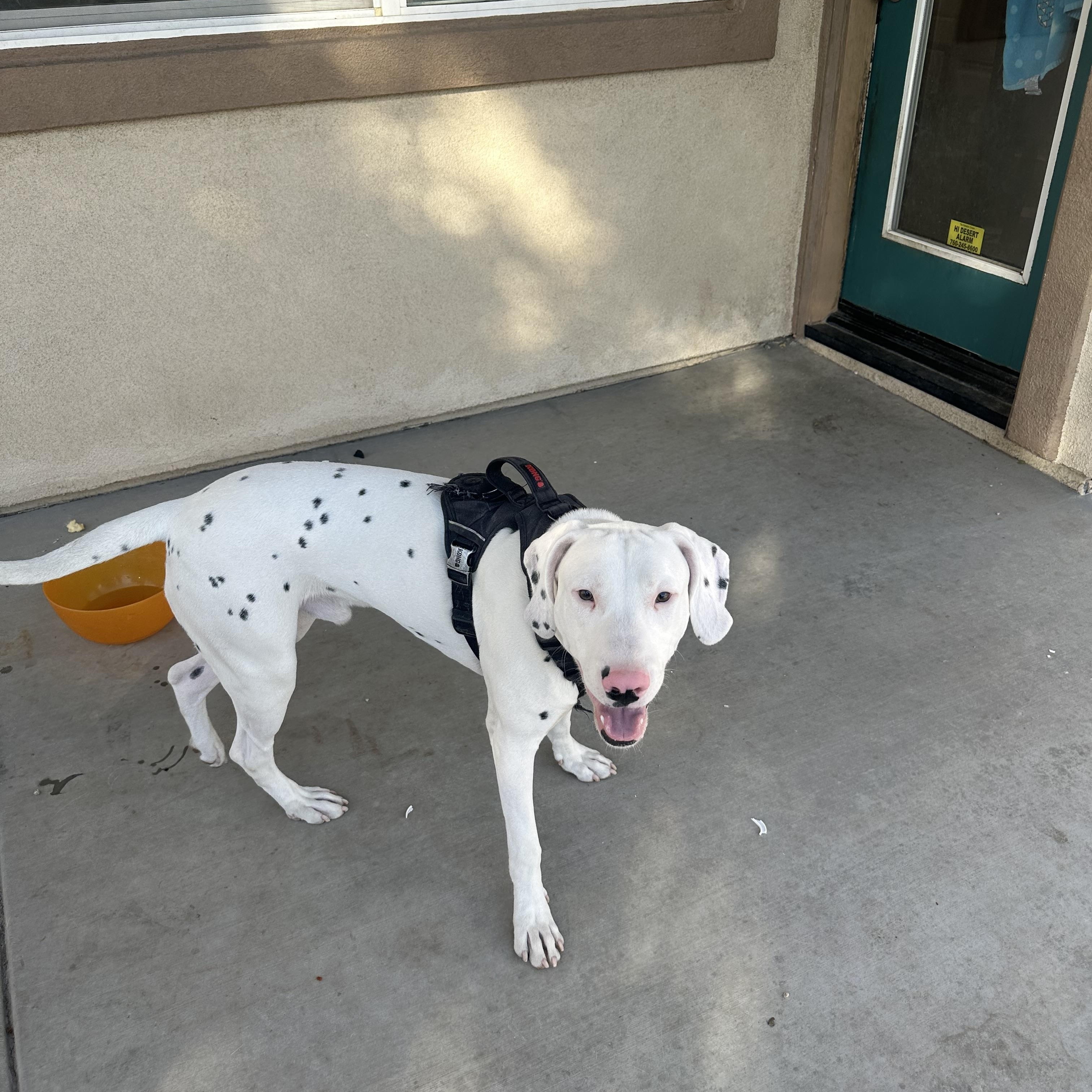 Arson-Fort Collins, CO, a Adoptable Dalmatian in San Diego, CA image 3/4