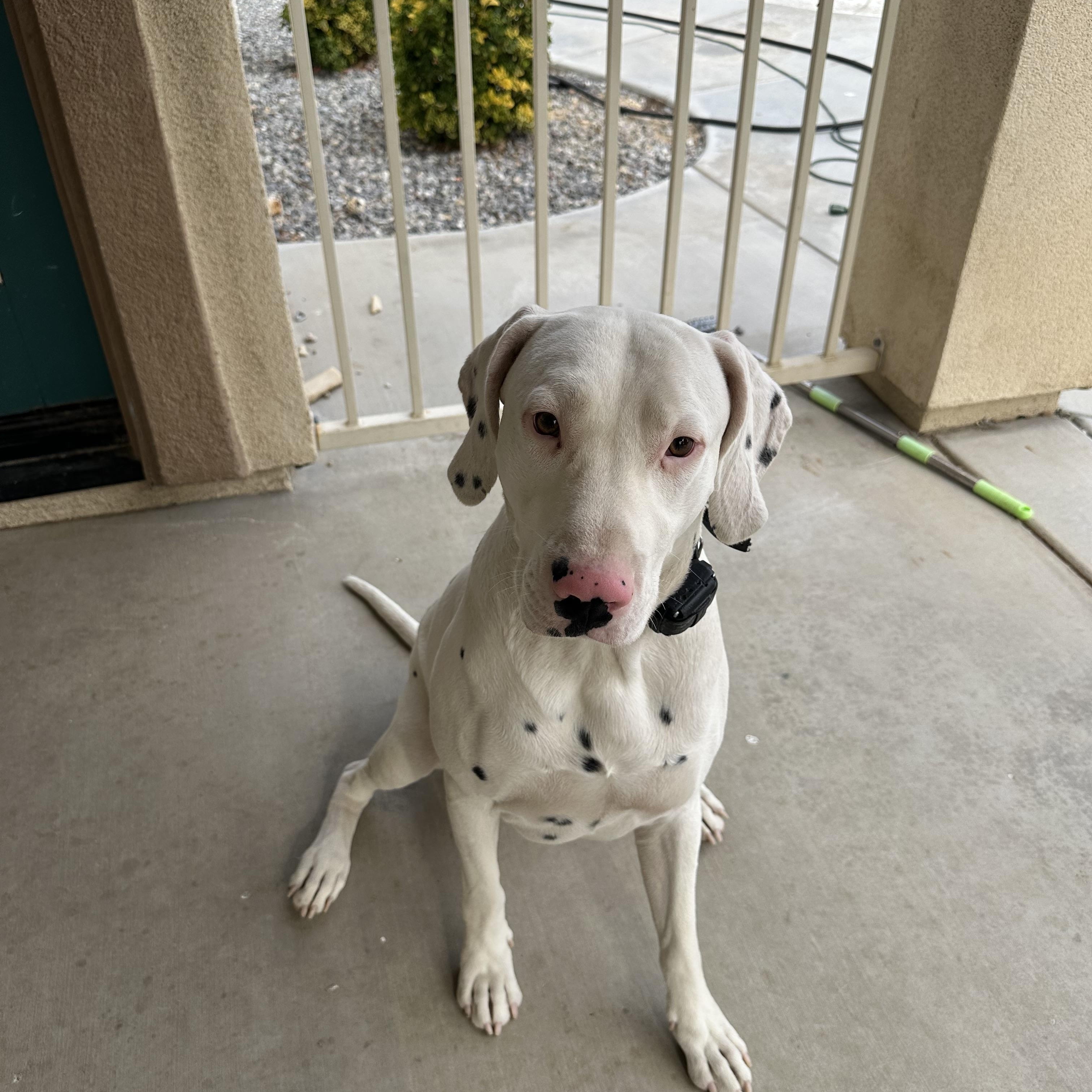 Arson-Fort Collins, CO, a Adoptable Dalmatian in San Diego, CA image 1/4