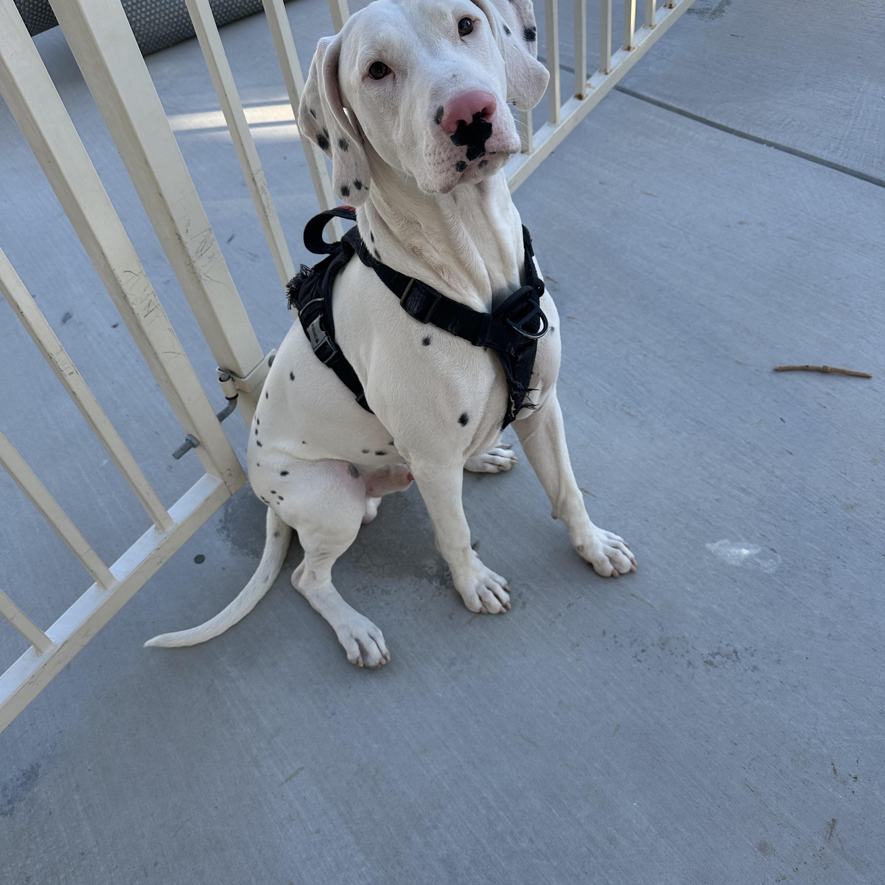 Arson-Fort Collins, CO, a Adoptable Dalmatian in San Diego, CA image 2/4