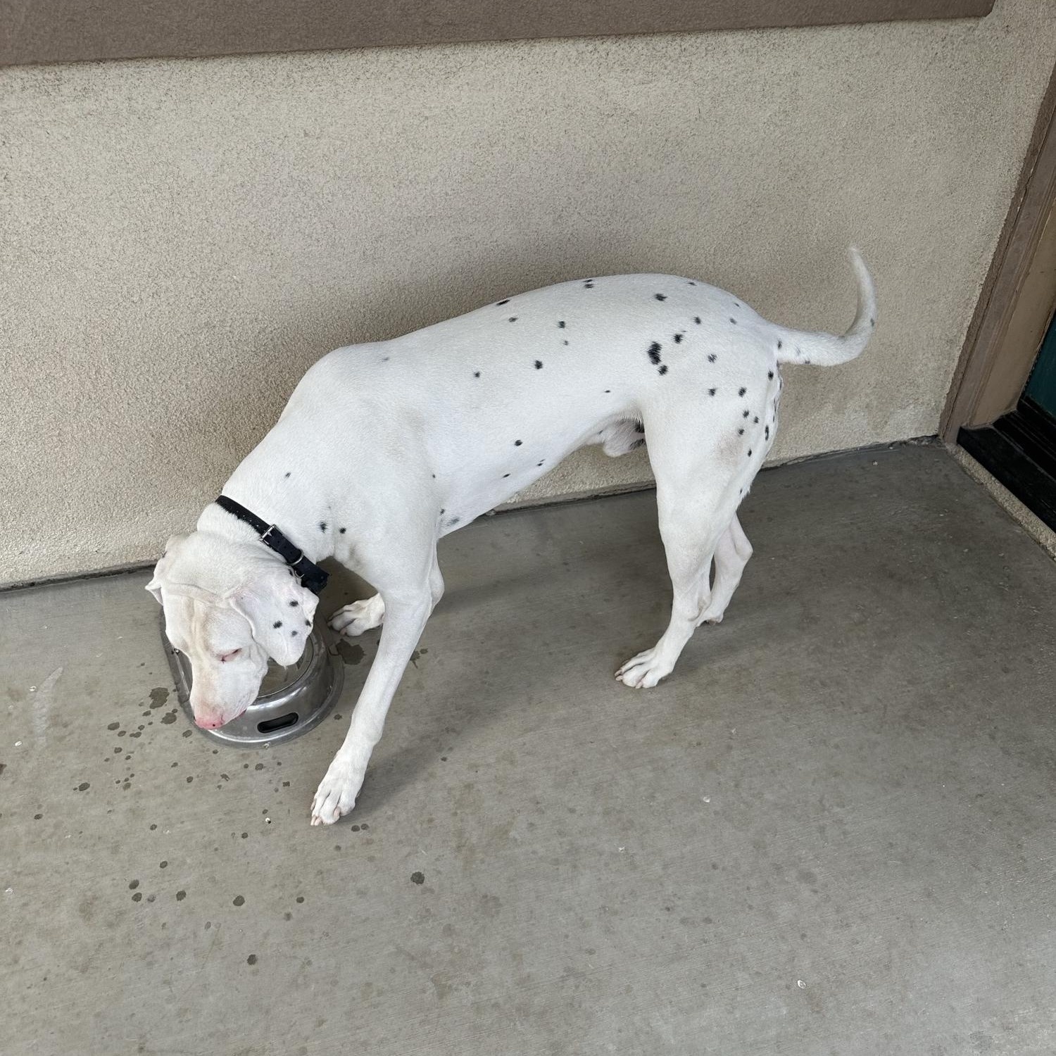 Arson-Fort Collins, CO, a Adoptable Dalmatian in San Diego, CA image 4/4