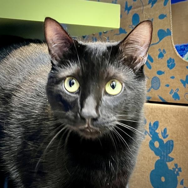 Bear, Adoptable, Adult Male Domestic Short Hair.
