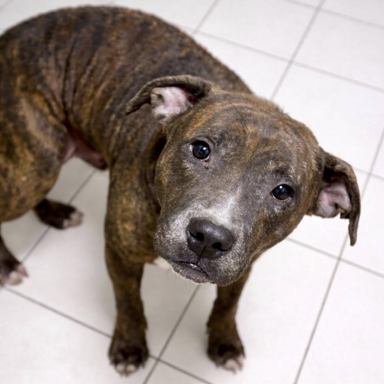 Enlarge Niles, an adopted mixed breed in Battle Creek, MI image 1/3