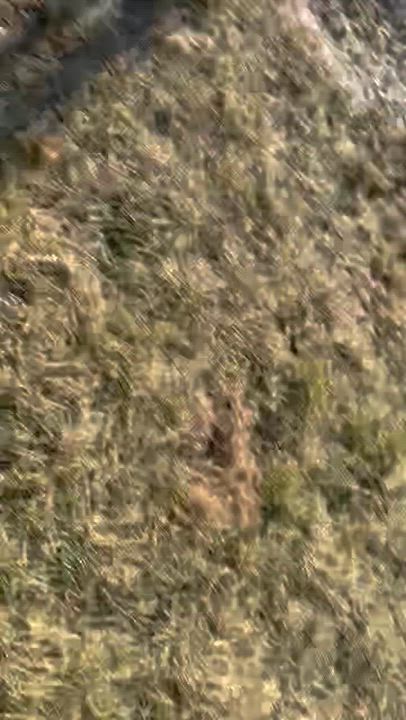 Enlarge Niles, an adopted mixed breed in Battle Creek, MI video 3/3