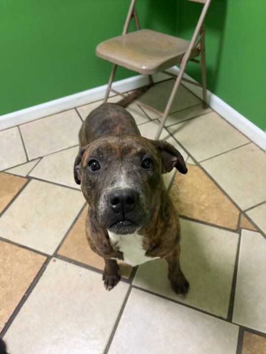 Enlarge Niles, an adopted mixed breed in Battle Creek, MI video 2/3