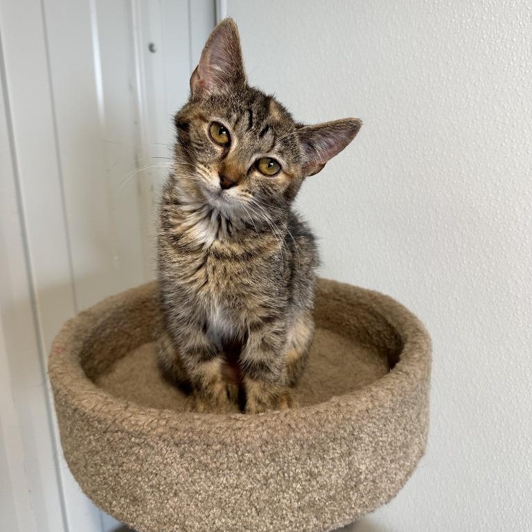 Acai, adopted, Kitten Female Domestic Short Hair.