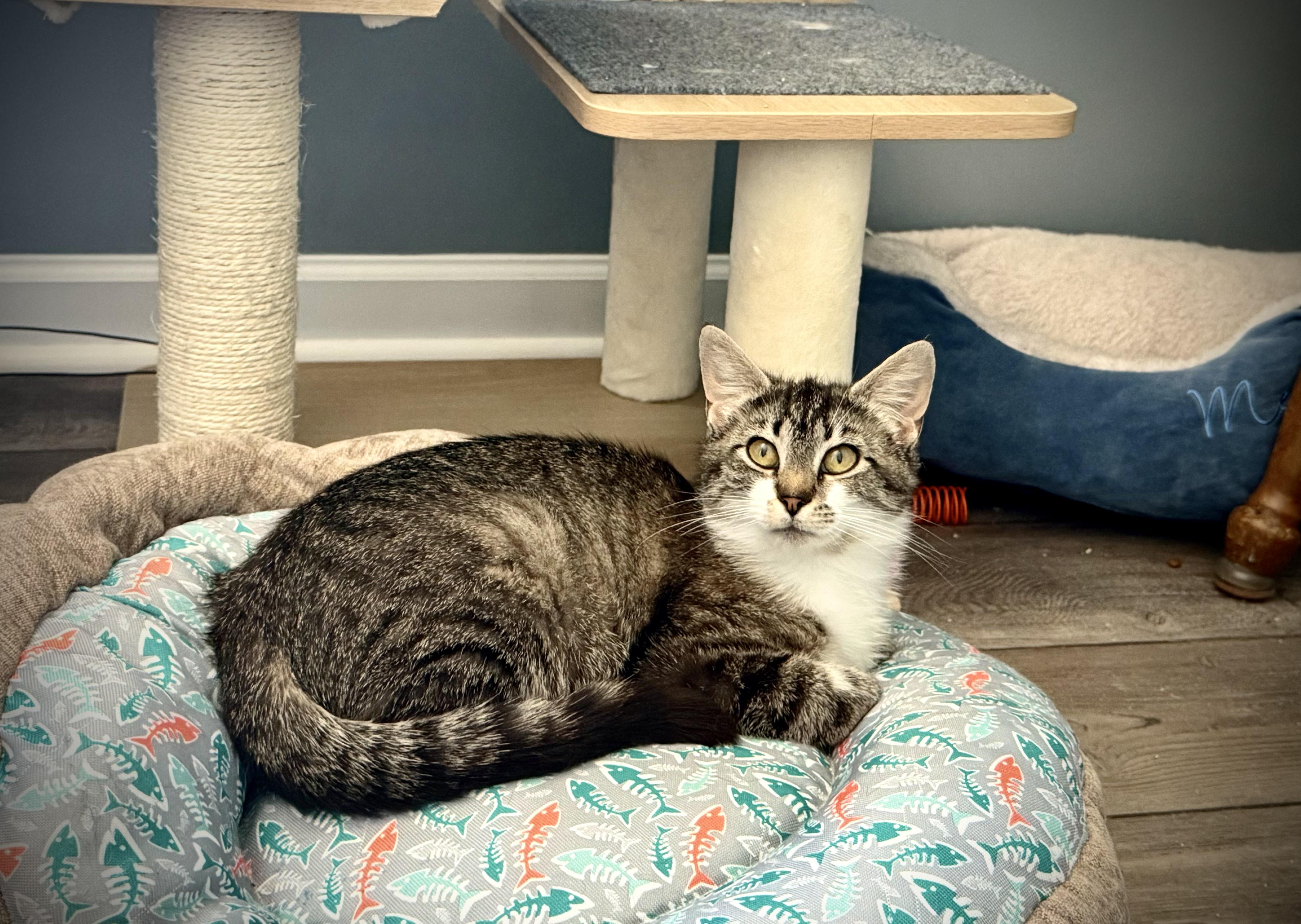 Enlarge Nellie, a Adoptable Domestic Short Hair in BUTLER, PA image 1/2