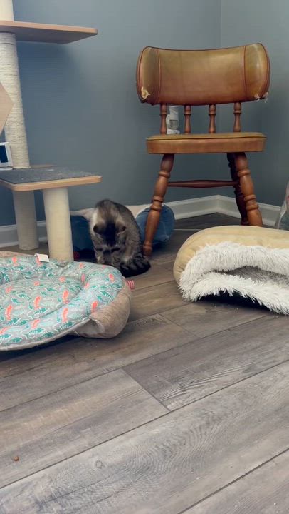 Enlarge Nellie, a Adoptable Domestic Short Hair in BUTLER, PA video 2/2