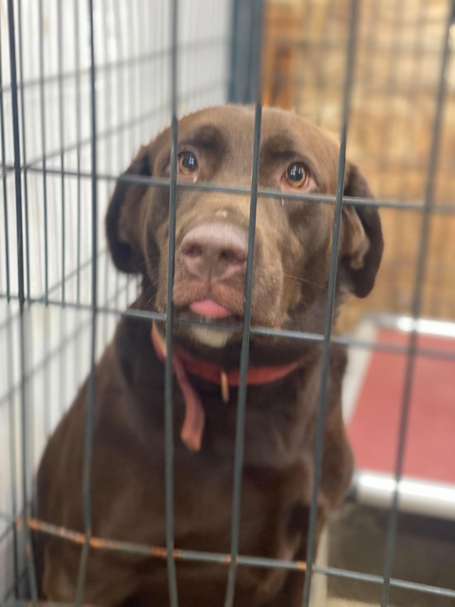 Stella, Adoptable, Young Female Labrador Retriever.