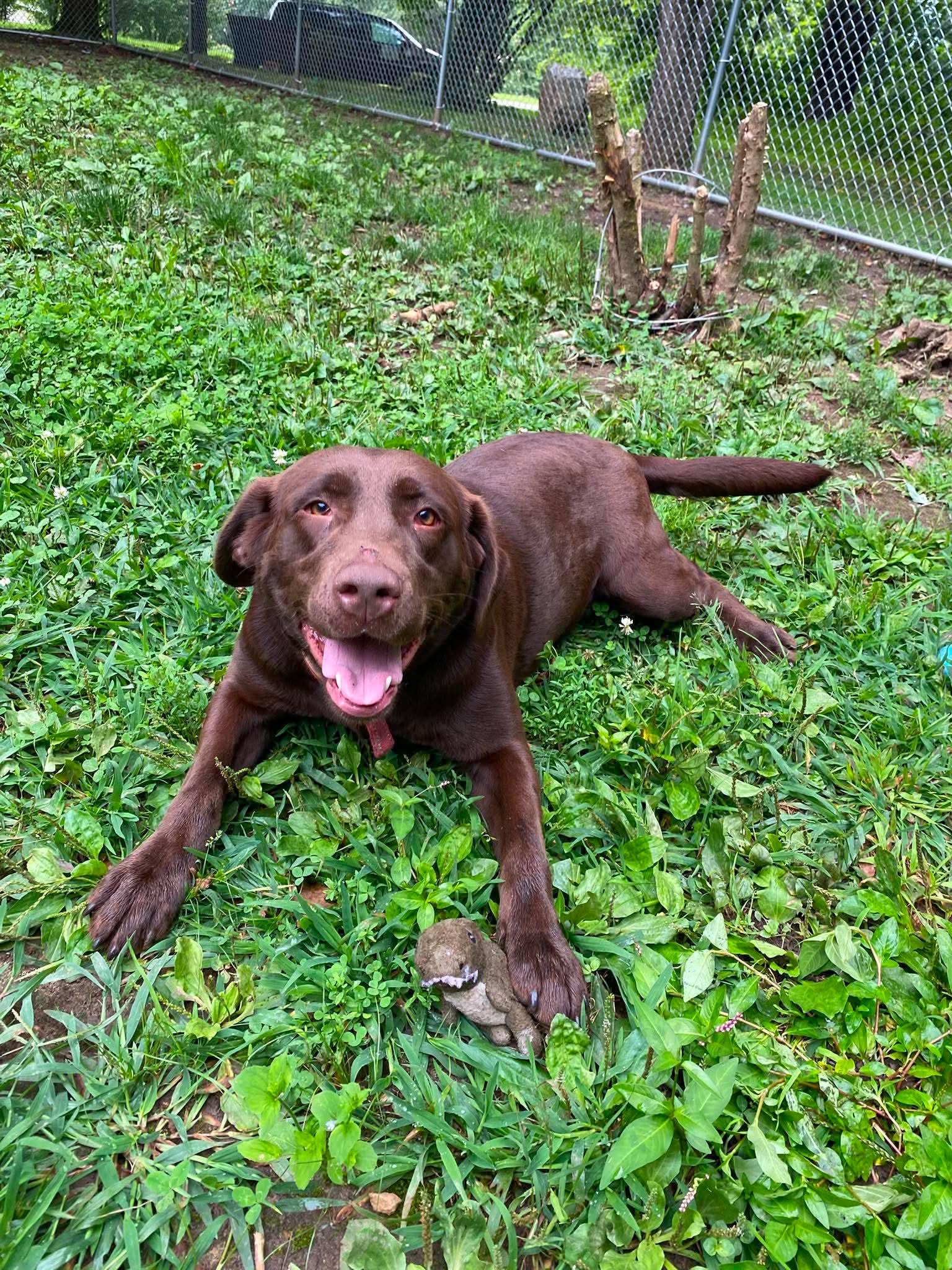 Enlarge Stella, a Adoptable Labrador Retriever in Lewistown, PA image 2/3