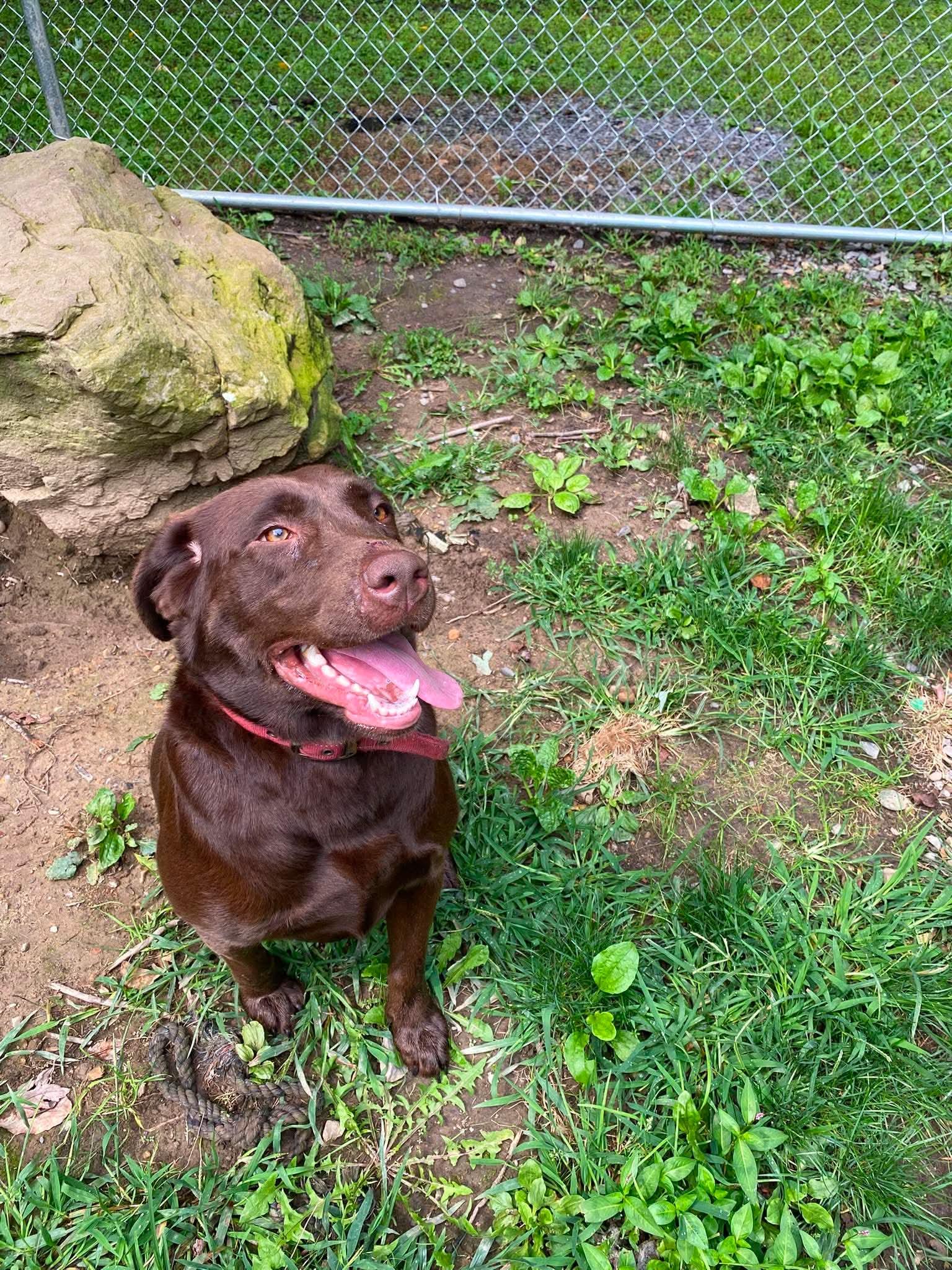 Enlarge Stella, a Adoptable Labrador Retriever in Lewistown, PA image 3/3