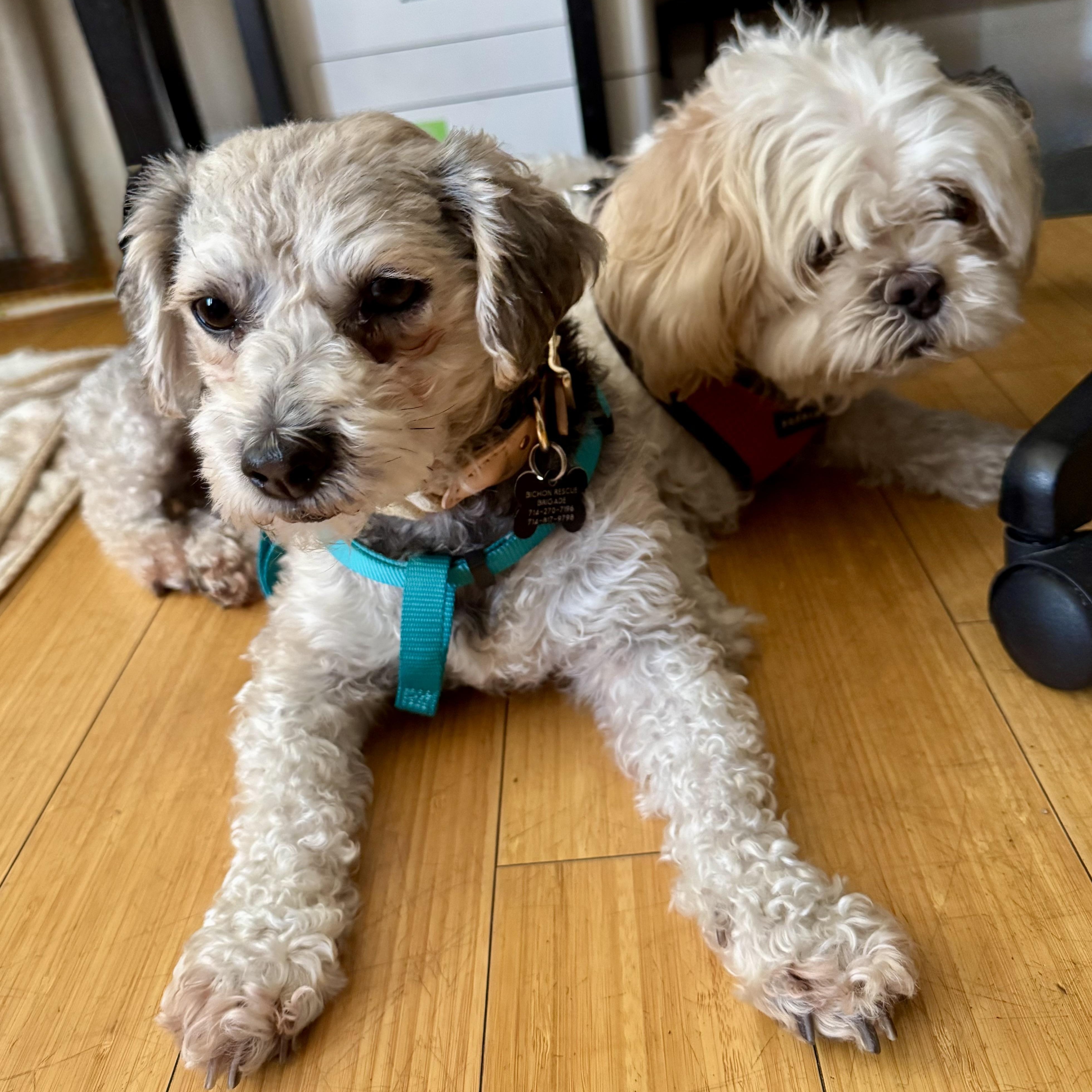 Luca, a ADOPTABLE mixed breed in Los Angeles, CA image 5/6