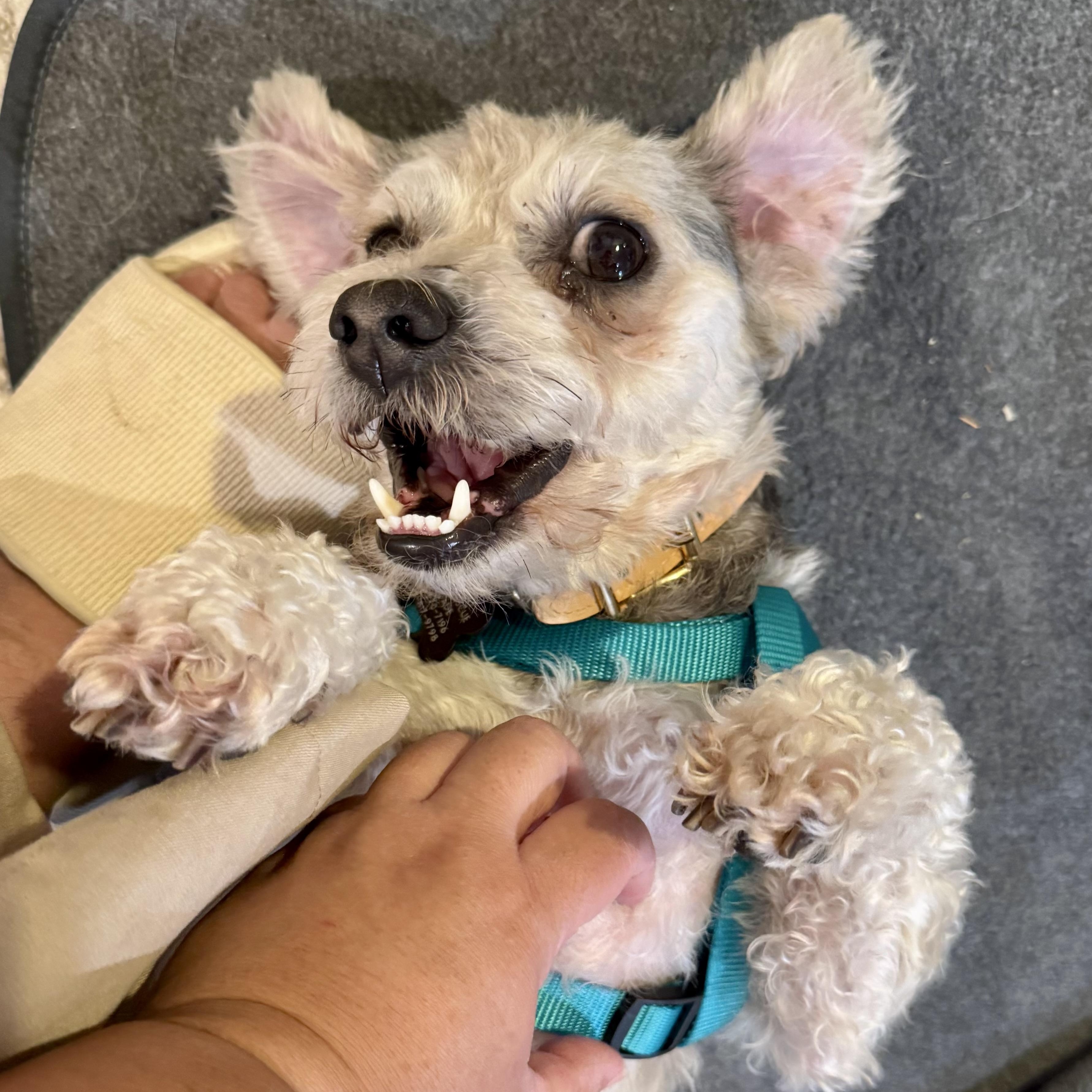 Luca, a ADOPTABLE mixed breed in Los Angeles, CA image 2/6