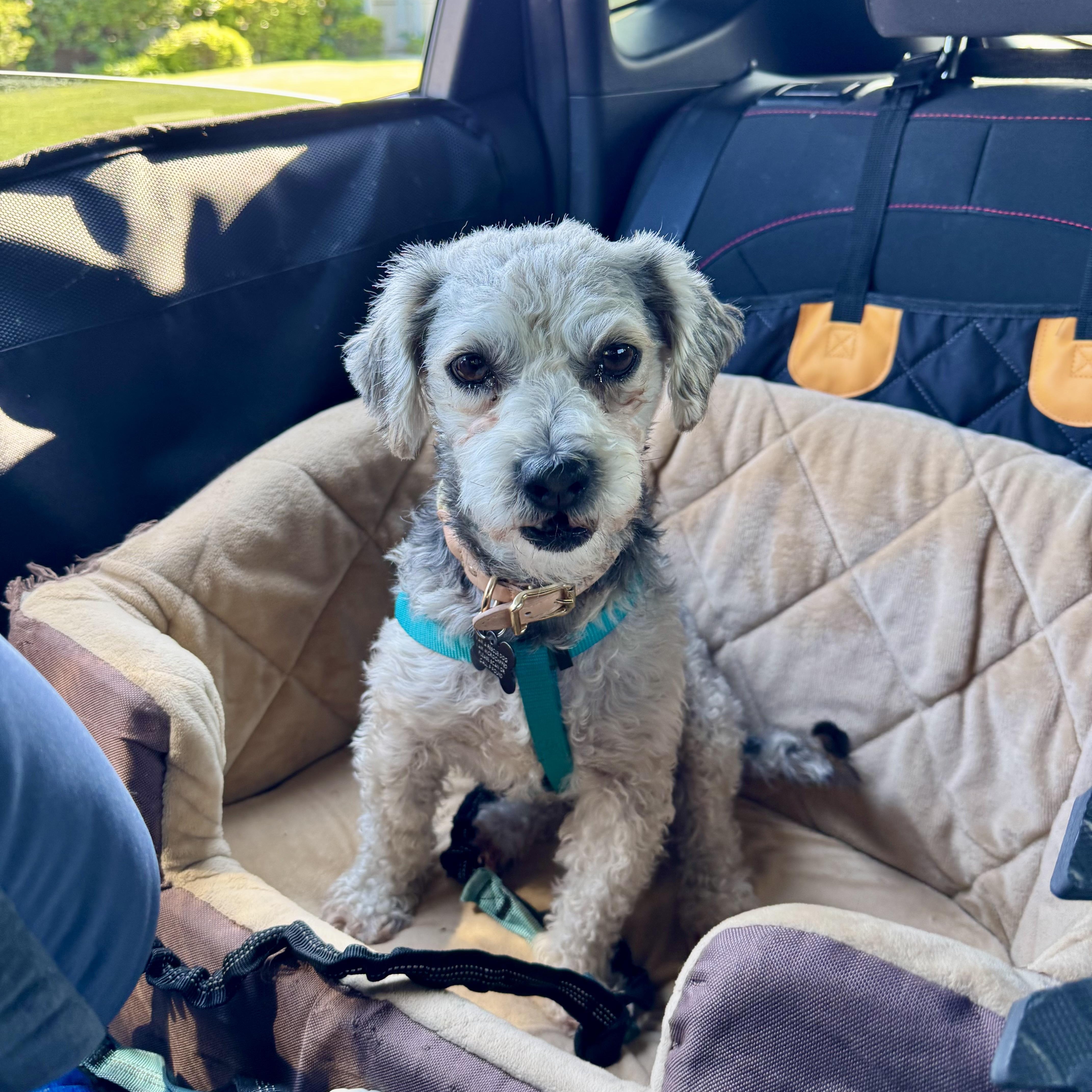 Luca, a ADOPTABLE mixed breed in Los Angeles, CA image 6/6