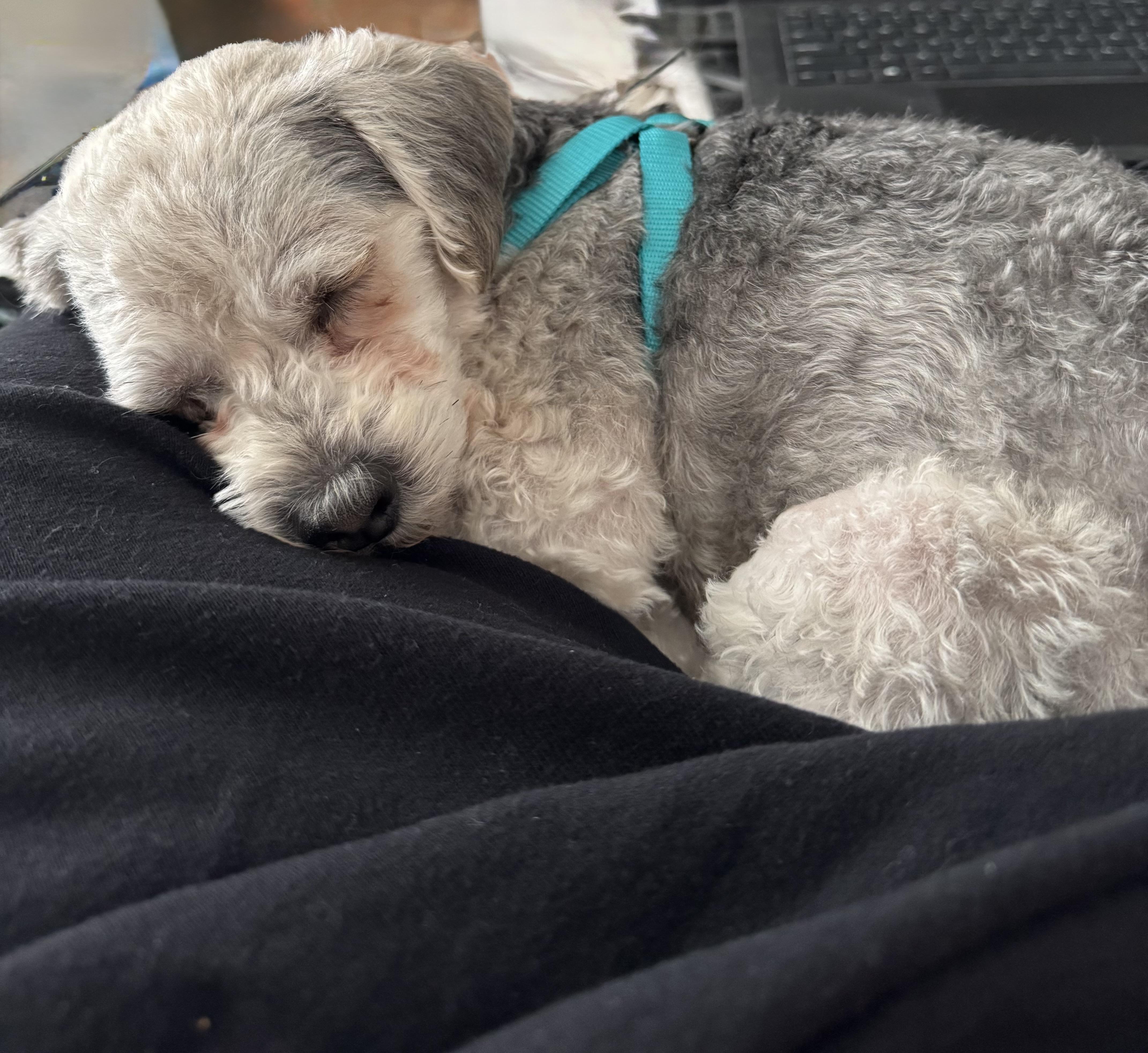 Luca, a ADOPTABLE mixed breed in Los Angeles, CA image 4/6