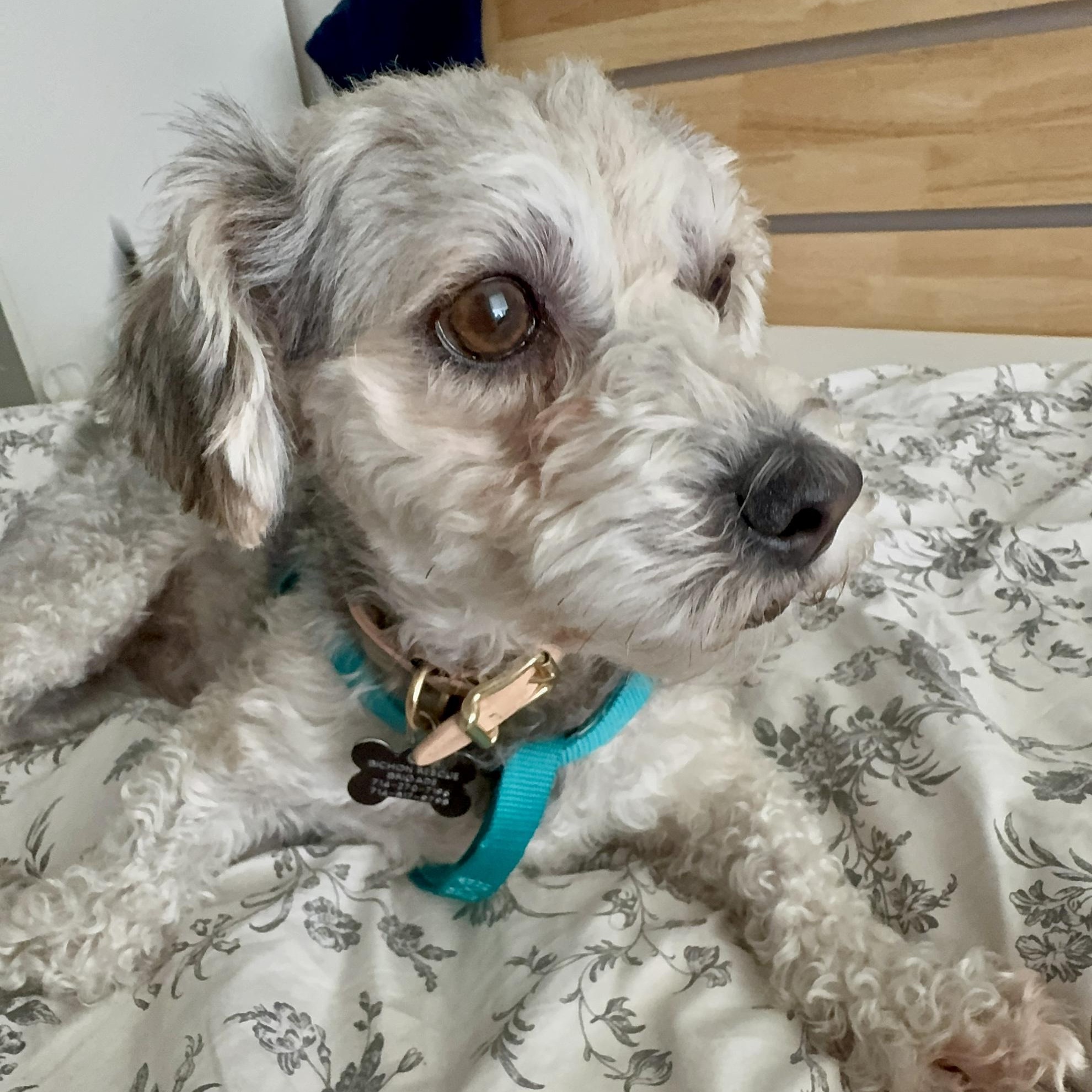 Luca, ADOPTABLE, Young Male Yorkie Poo.