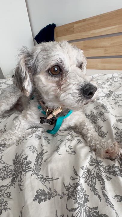Enlarge Luca, a ADOPTABLE mixed breed in Los Angeles, CA video 3/6