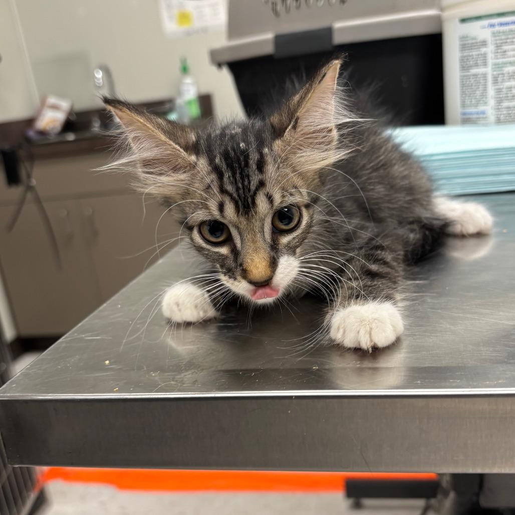 Vessel (C15), Adoptable, Kitten Male American Wirehair.