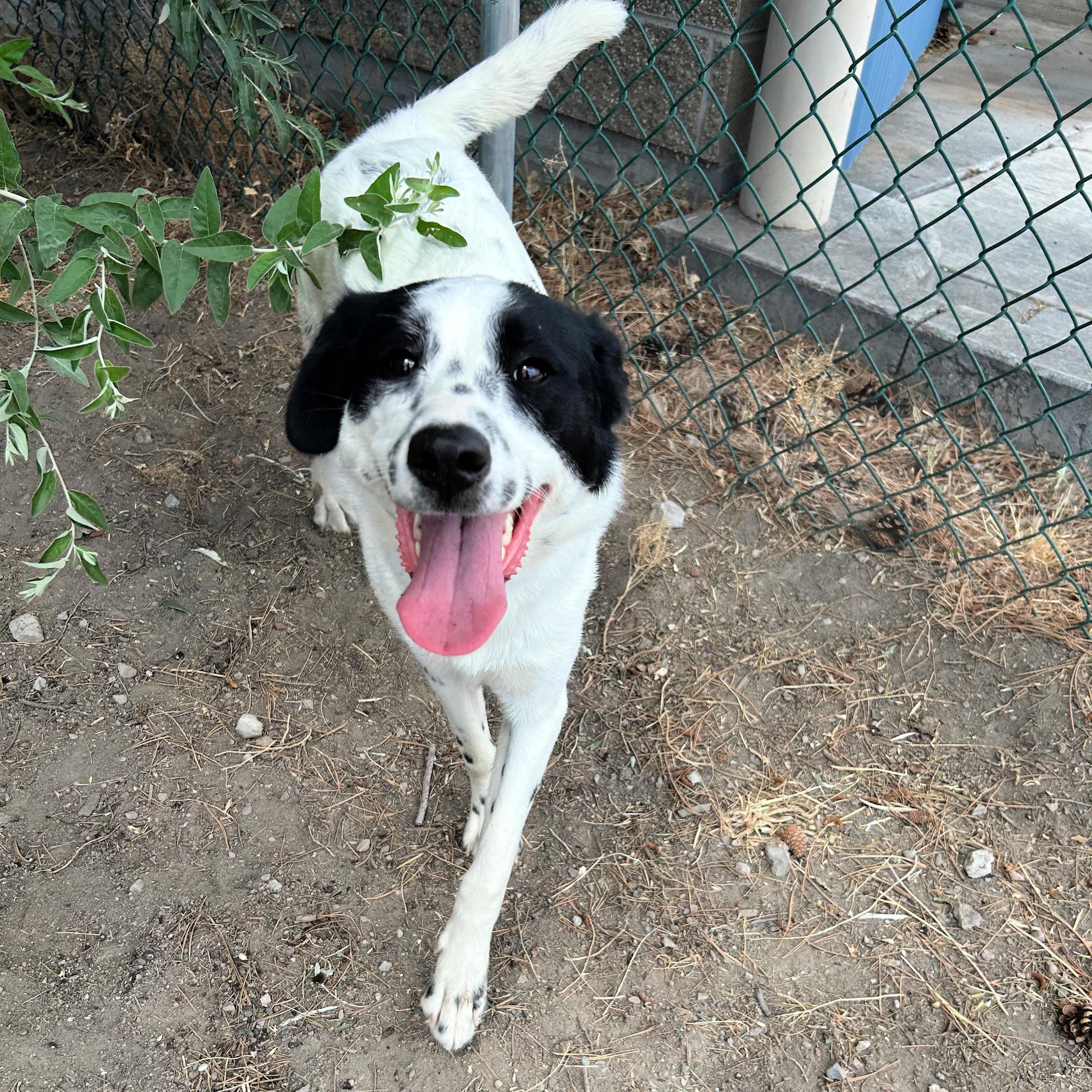 Tillie, a ADOPTABLE mixed breed in Lindon, UT image 5/5