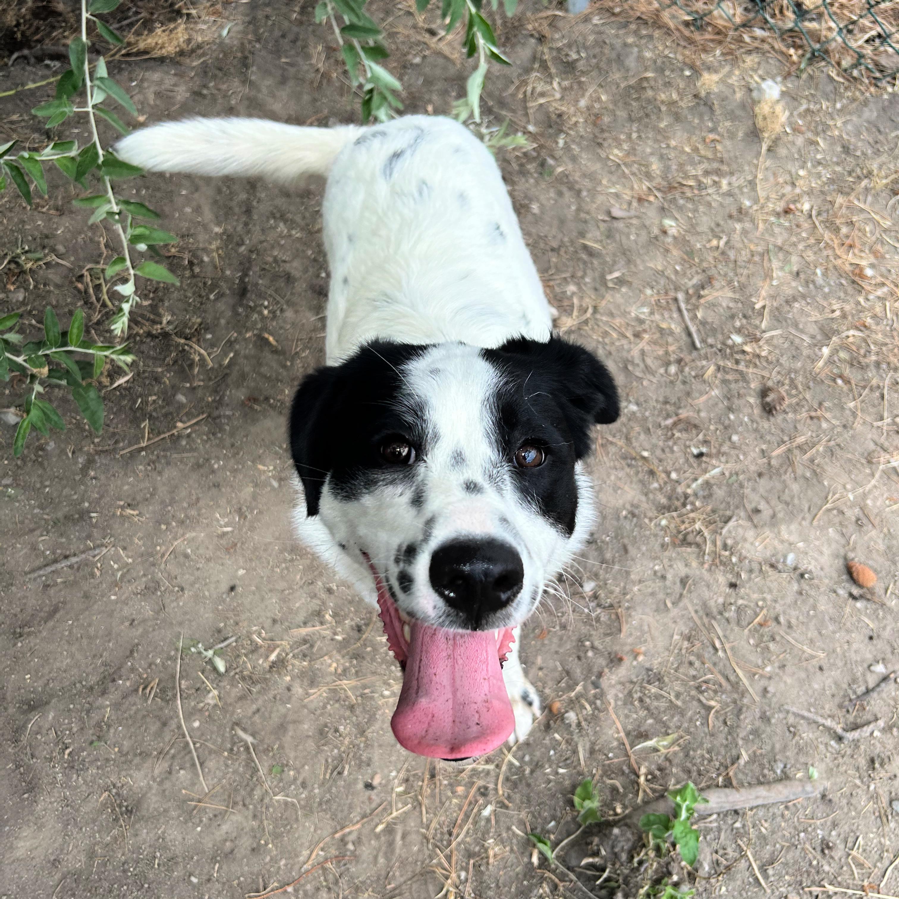 Tillie, a ADOPTABLE mixed breed in Lindon, UT image 3/5