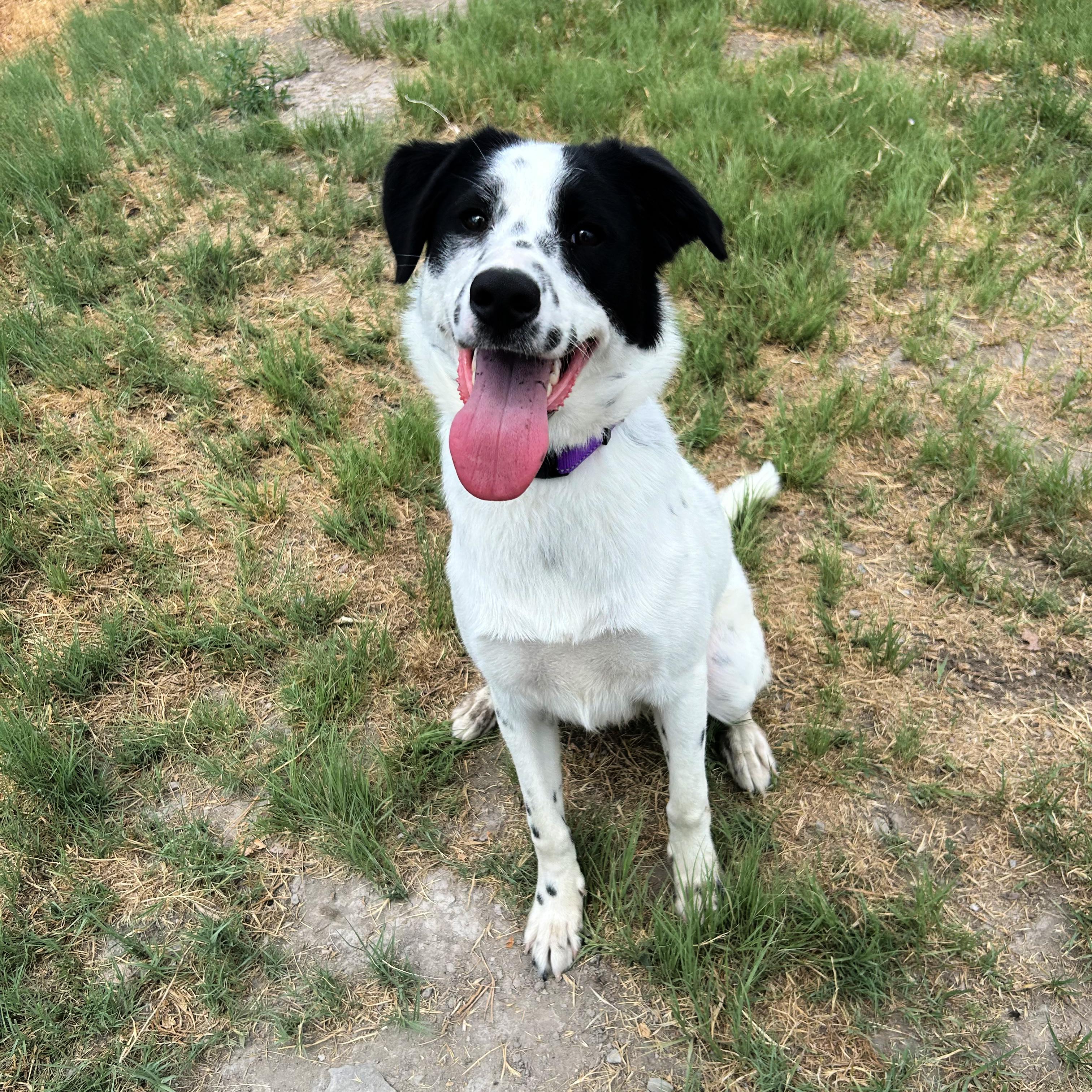 Tillie, a ADOPTABLE mixed breed in Lindon, UT image 2/5