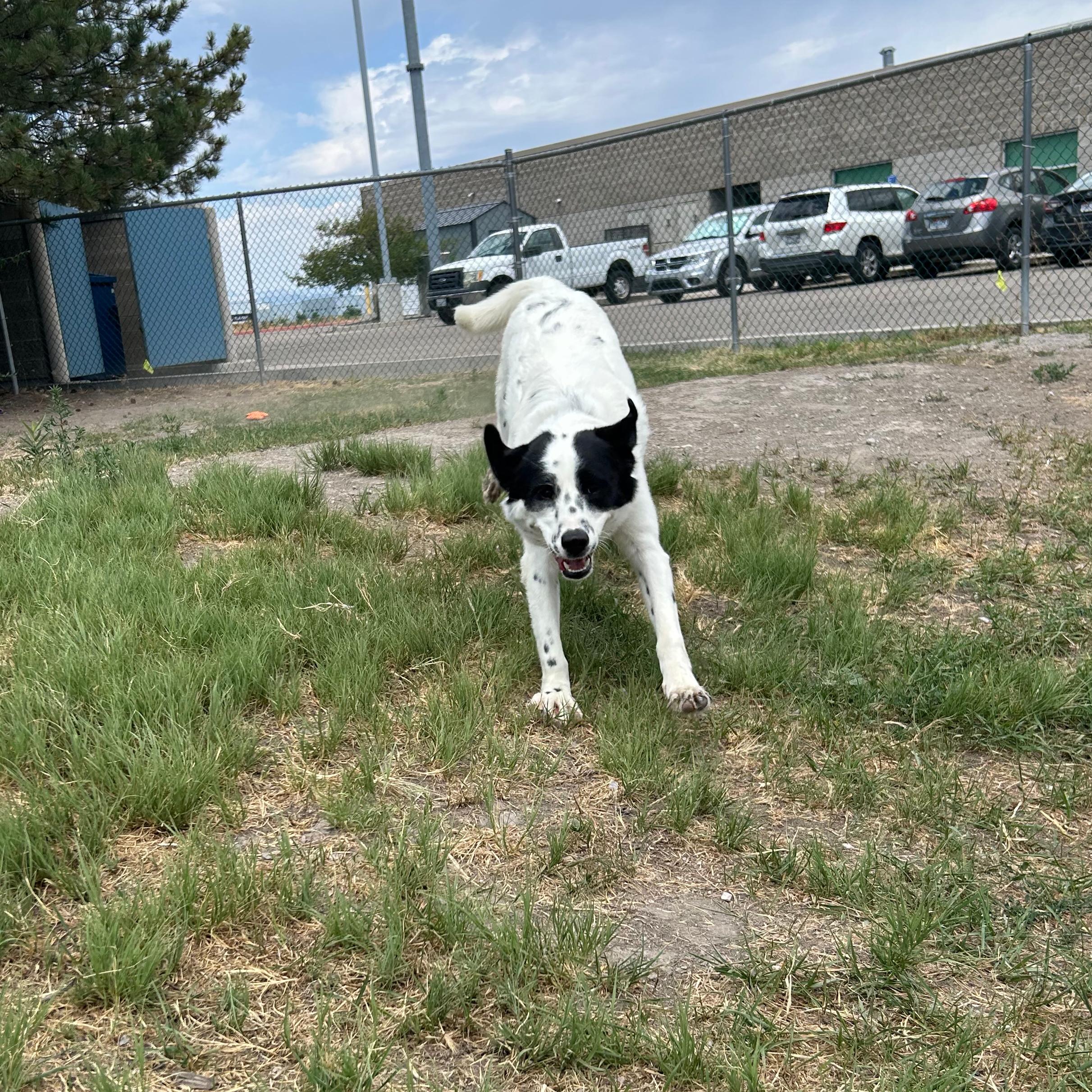 Tillie, a ADOPTABLE mixed breed in Lindon, UT image 4/5
