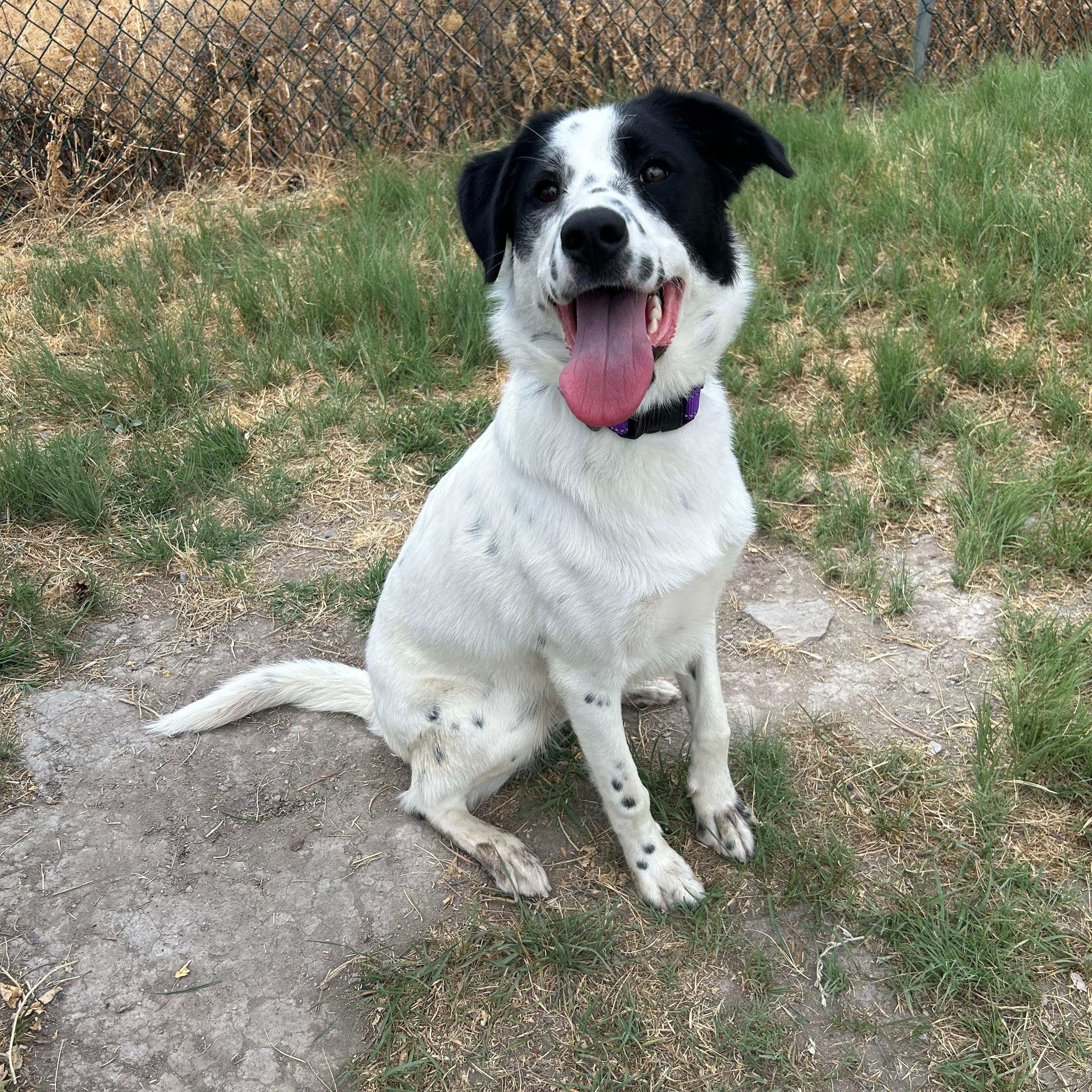 Tillie, ADOPTABLE, Young Female Border Collie.